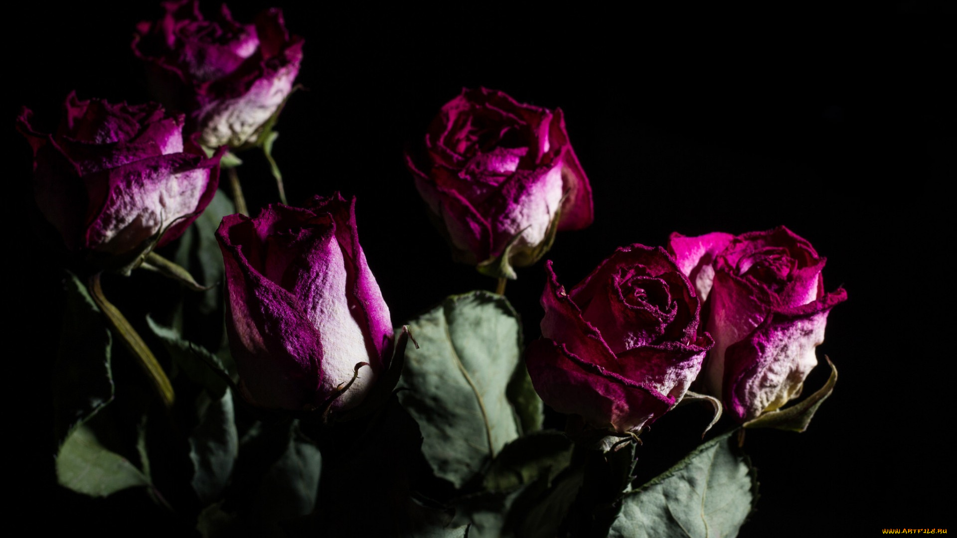 разное, -, другое, розы, цветы, фон