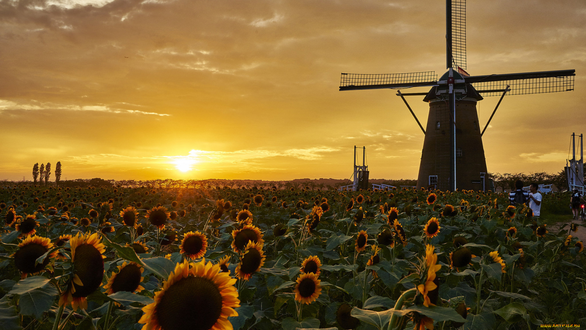 разное, мельницы, поле, подсолнухи, ветряк