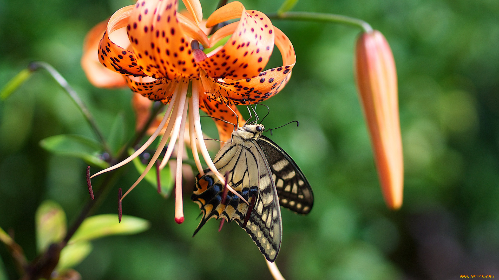 животные, бабочки, , мотыльки, , моли, тычинки, фон, бабочка, лепестки, макро, лилиия, цветок