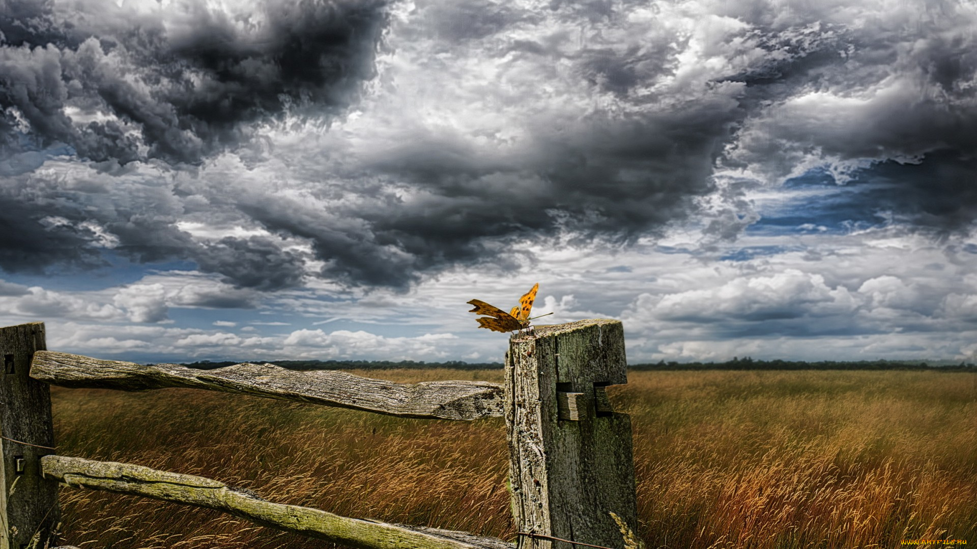 животные, бабочки, , мотыльки, , моли, забор, бабочка, небо