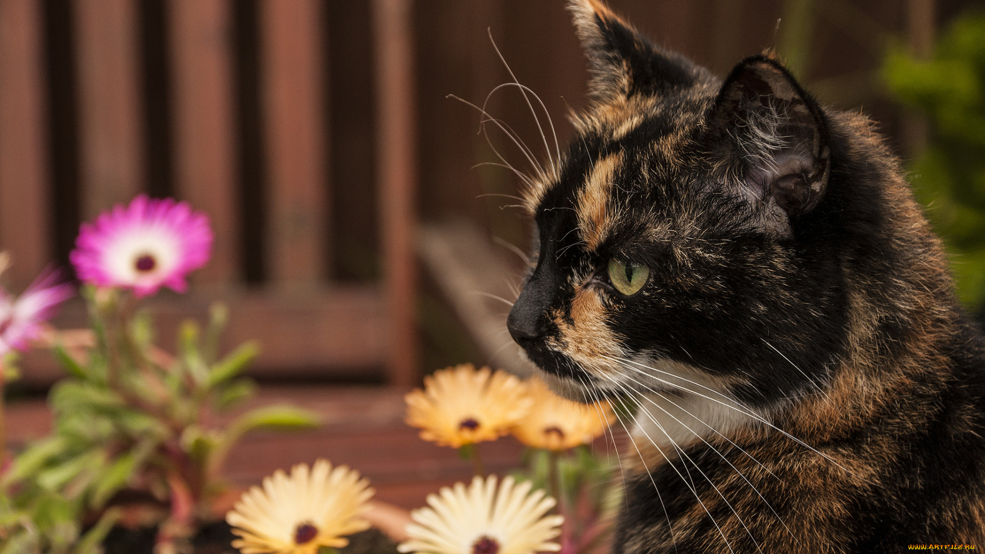 животные, коты, кошка, киса, коте