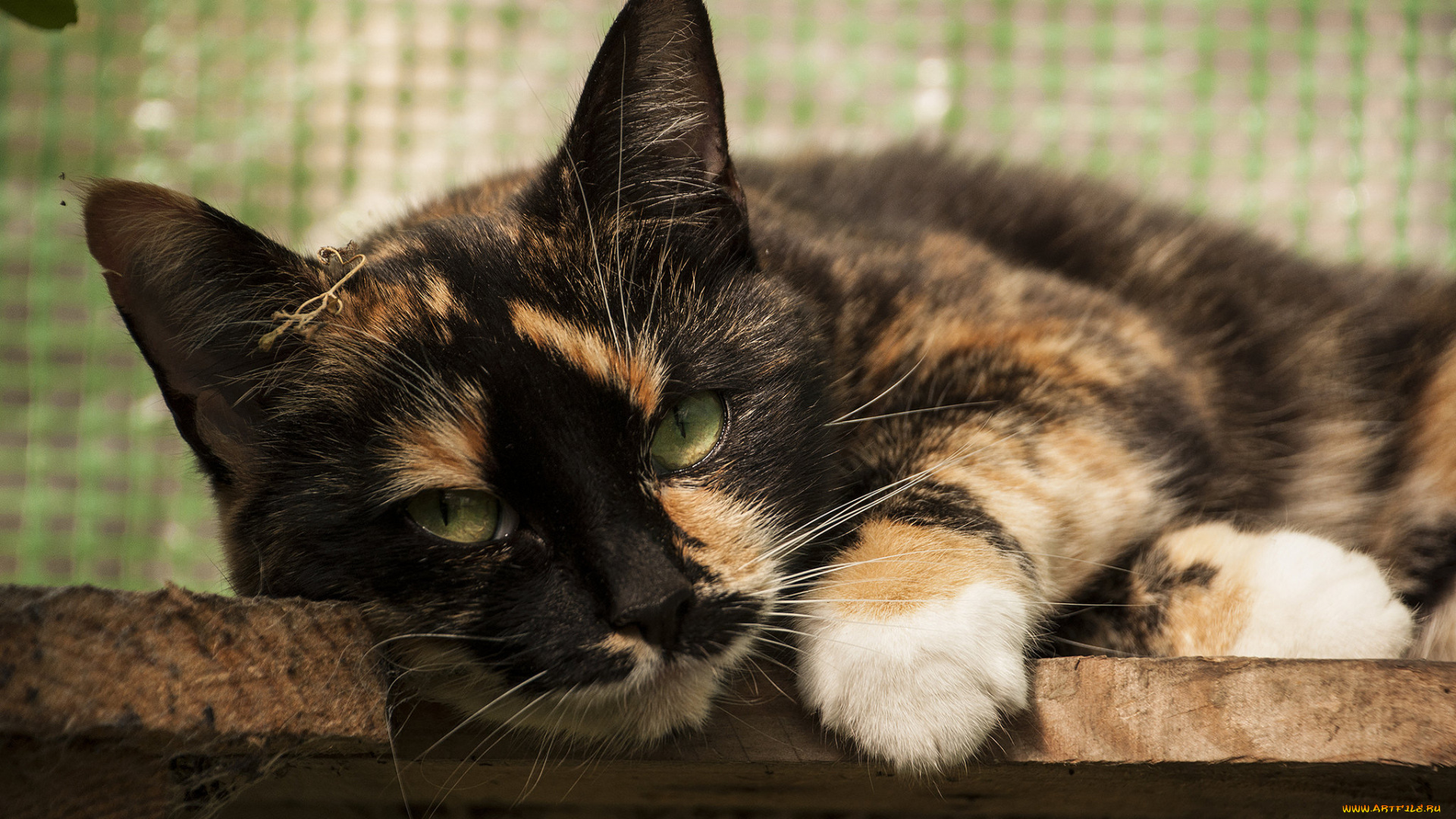 животные, коты, кошка, взгляд, ушки