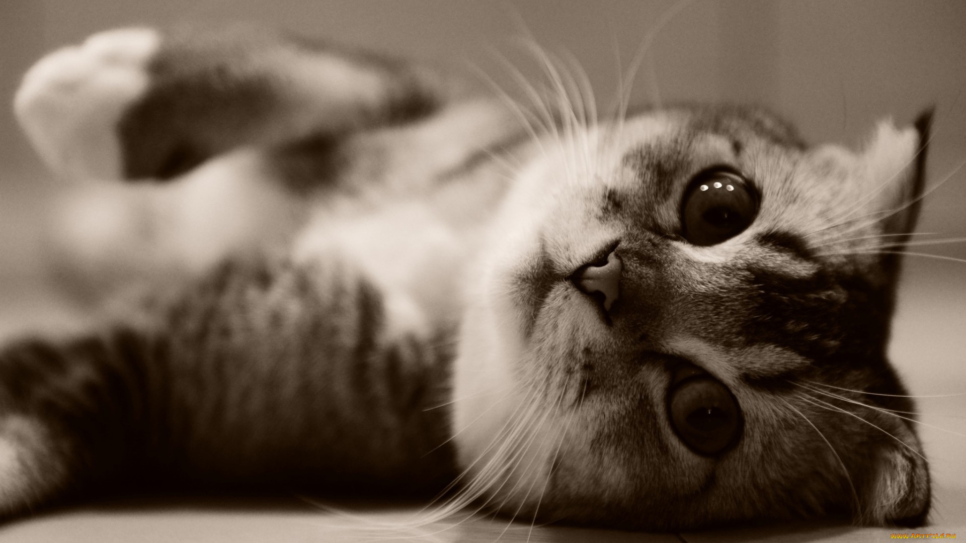 животные, коты, кошка, животное, котенок, kitten, animal, cat