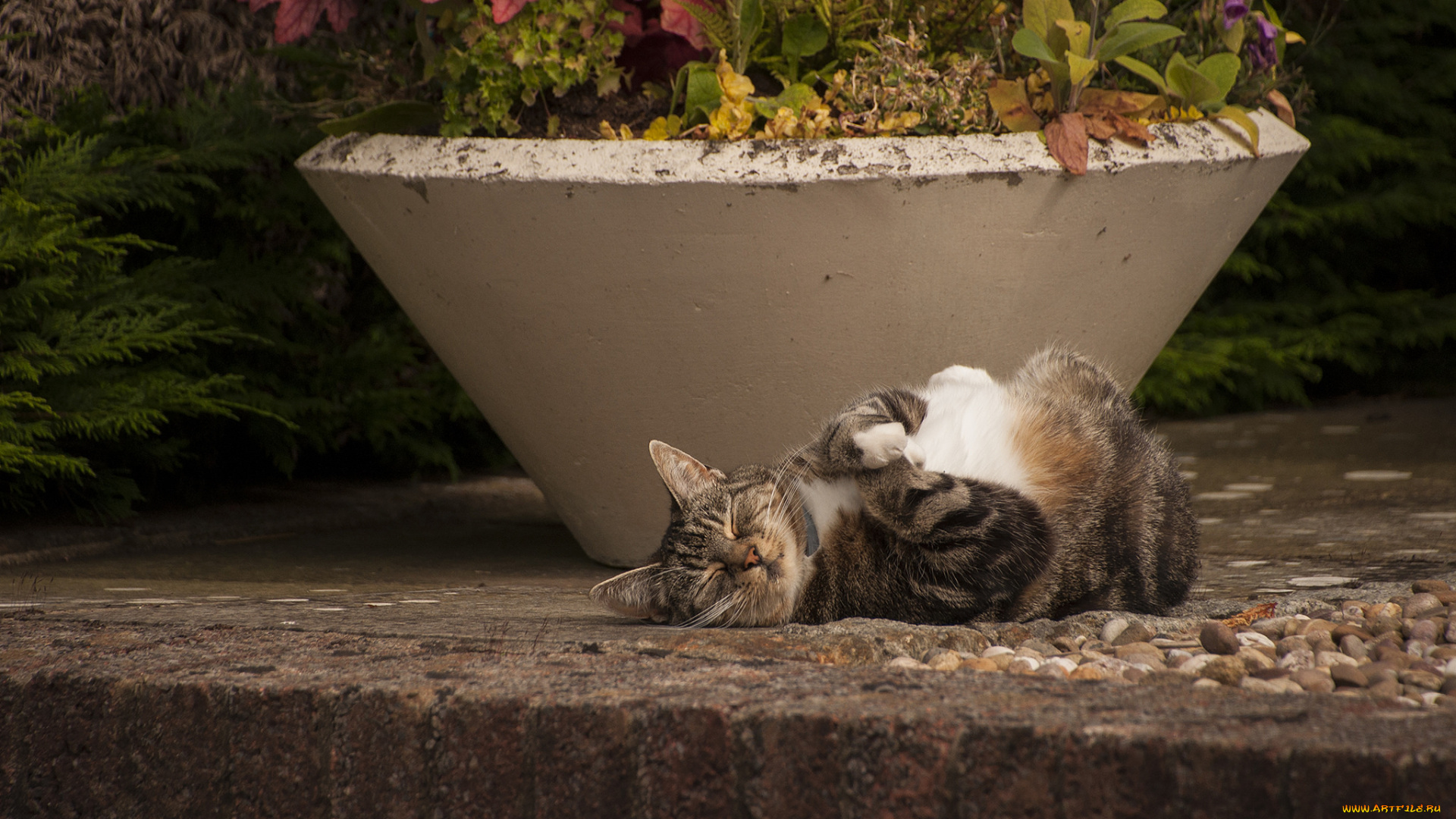 животные, коты, кошка, животное, лапки, взгляд, кот