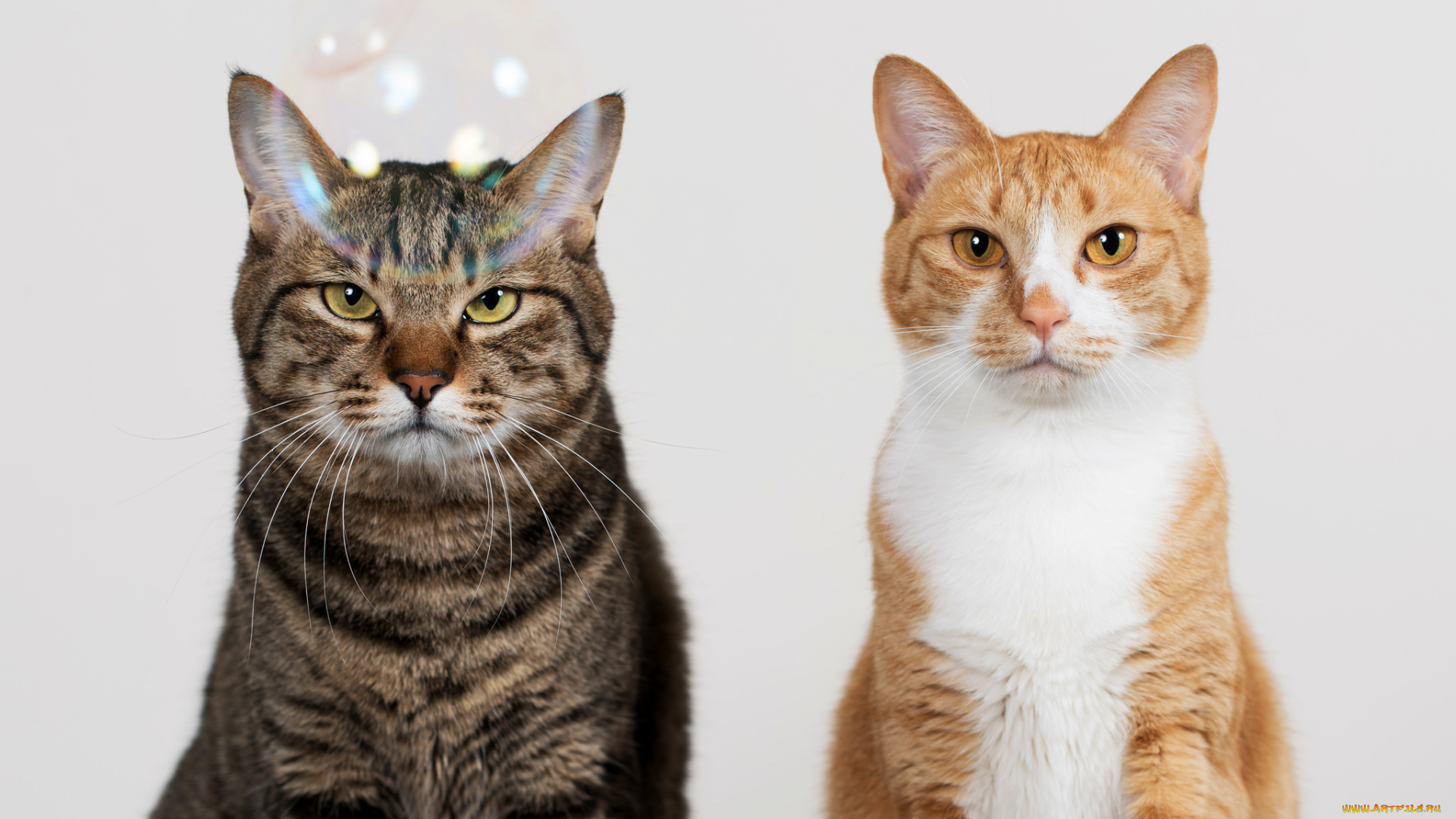 животные, коты, кошки, двое, рыжий, серый, взгляд, мыльный, пузырь, фон