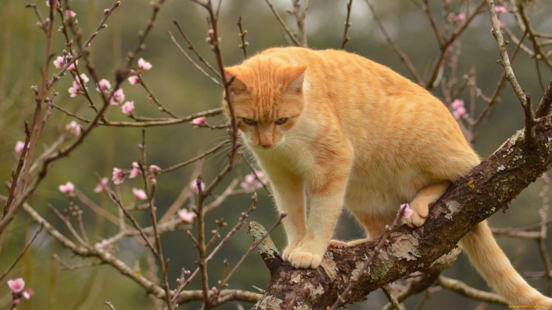 животные, коты, кот, кошка, рыжая, на, дереве, дерево, ветки, весна