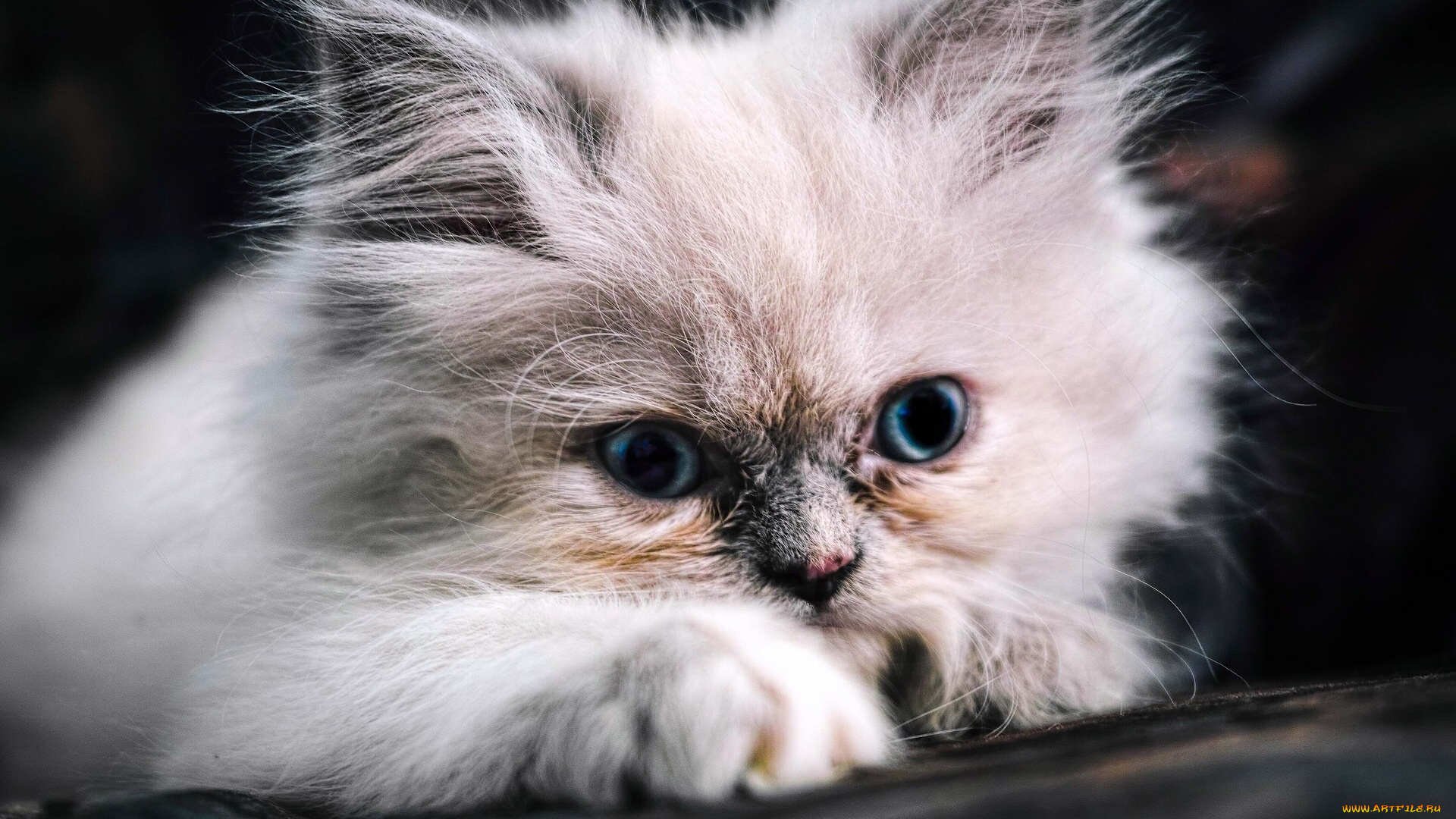животные, коты, котёнок, пушистый, мордочка, голубые, глаза