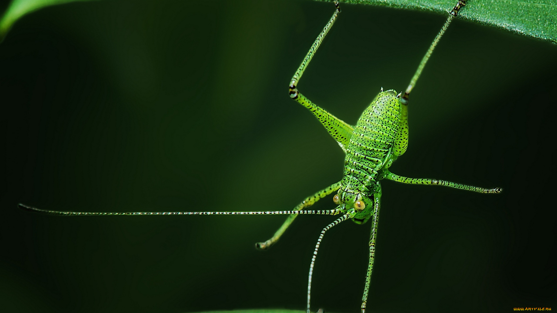 животные, кузнечики, , саранча, насекомое, кузнечик, листья, акробат, макро