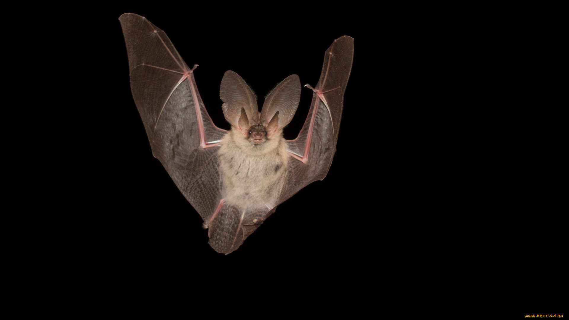 животные, летучие, мыши, летучая, мыш, природа, фон