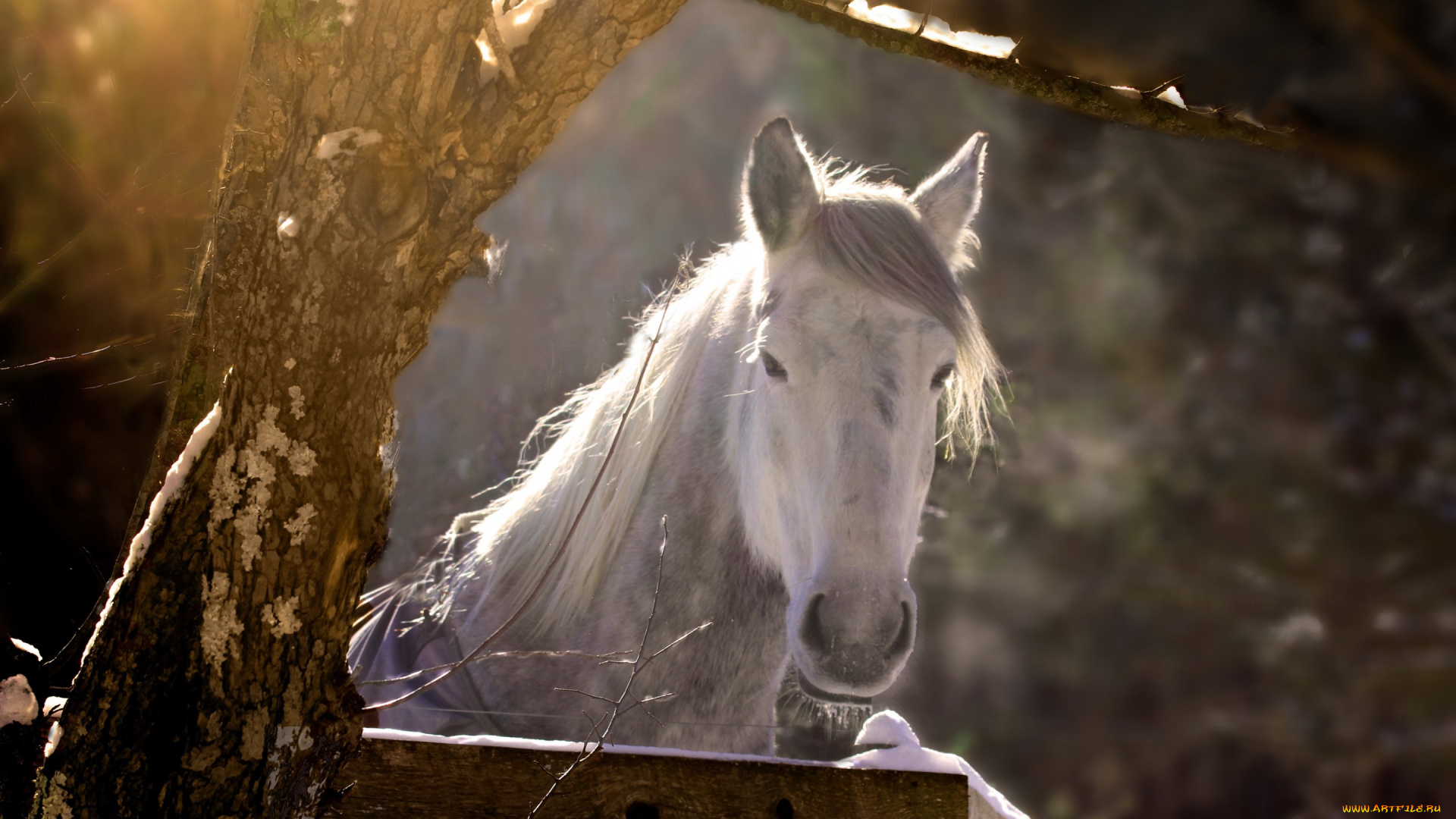 животные, лошади, конь, дерево, природа