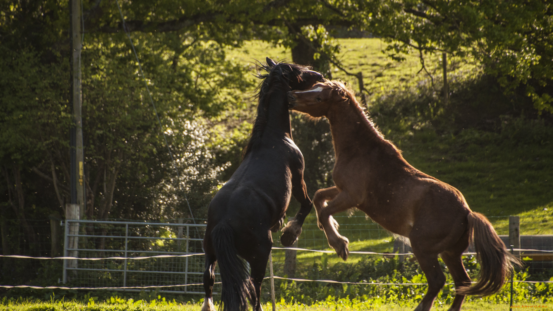 животные, лошади, кони, драка