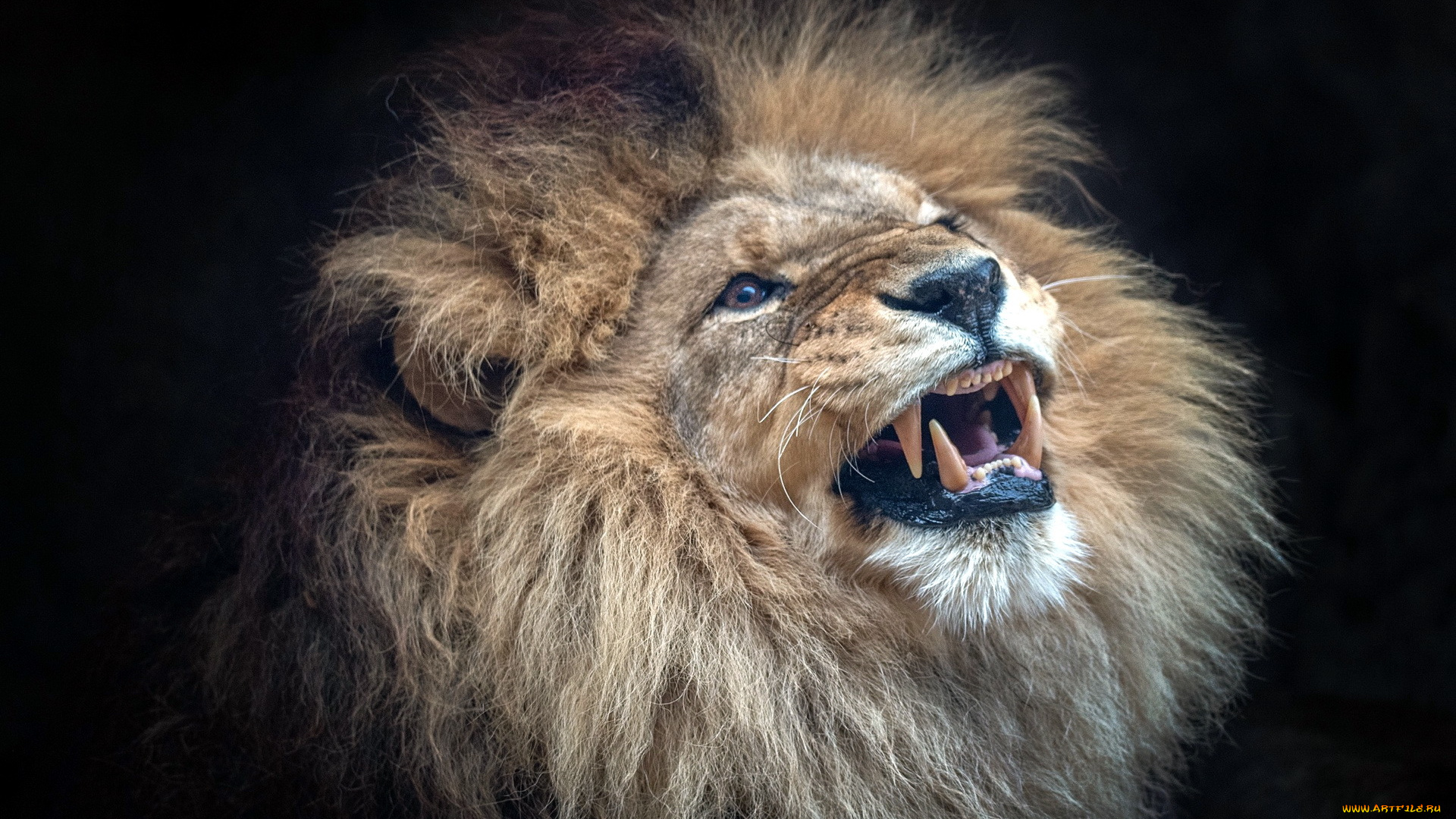 животные, львы, лев, зверь, улыбка