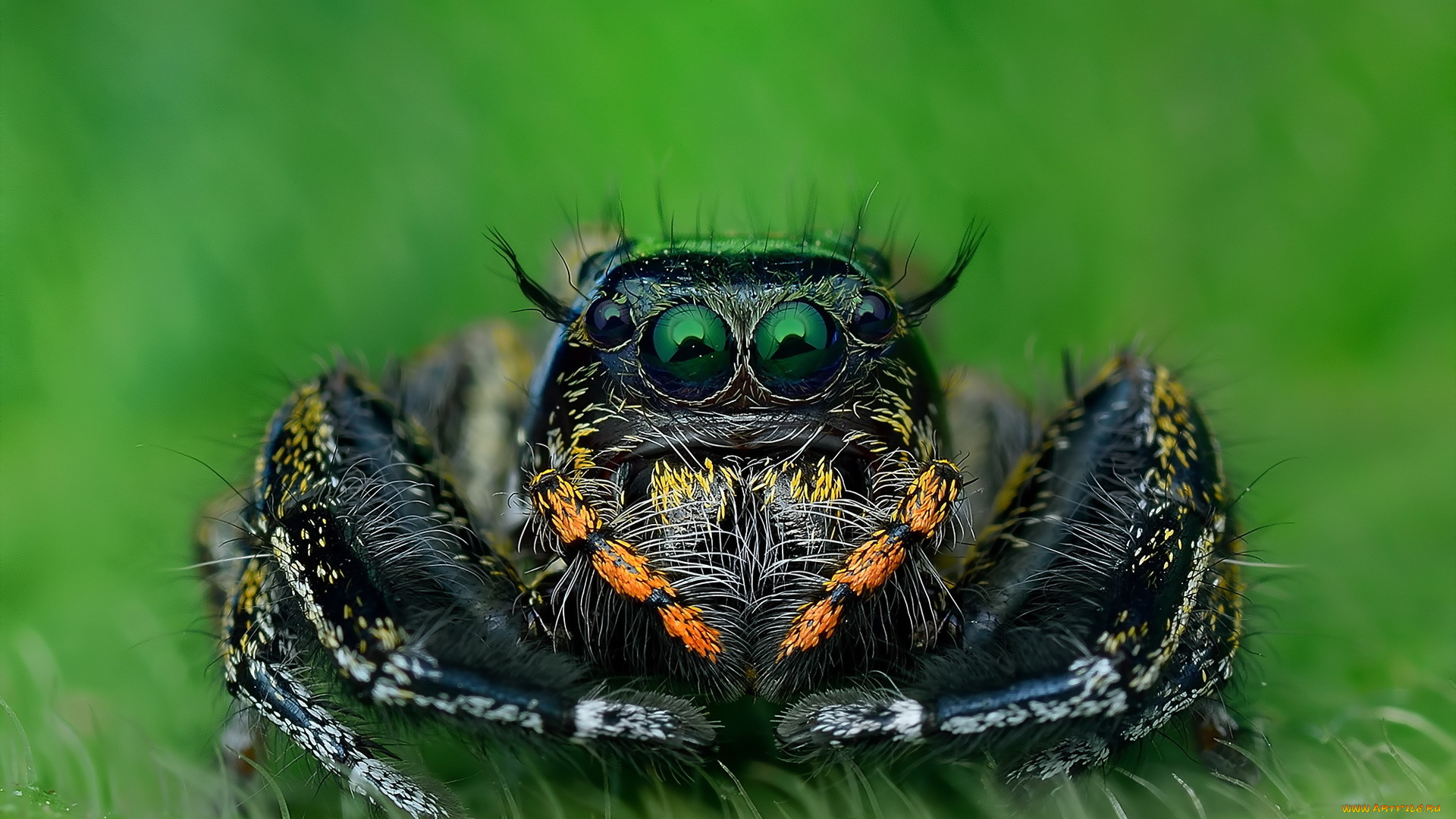 животные, пауки, паук, природа, макро