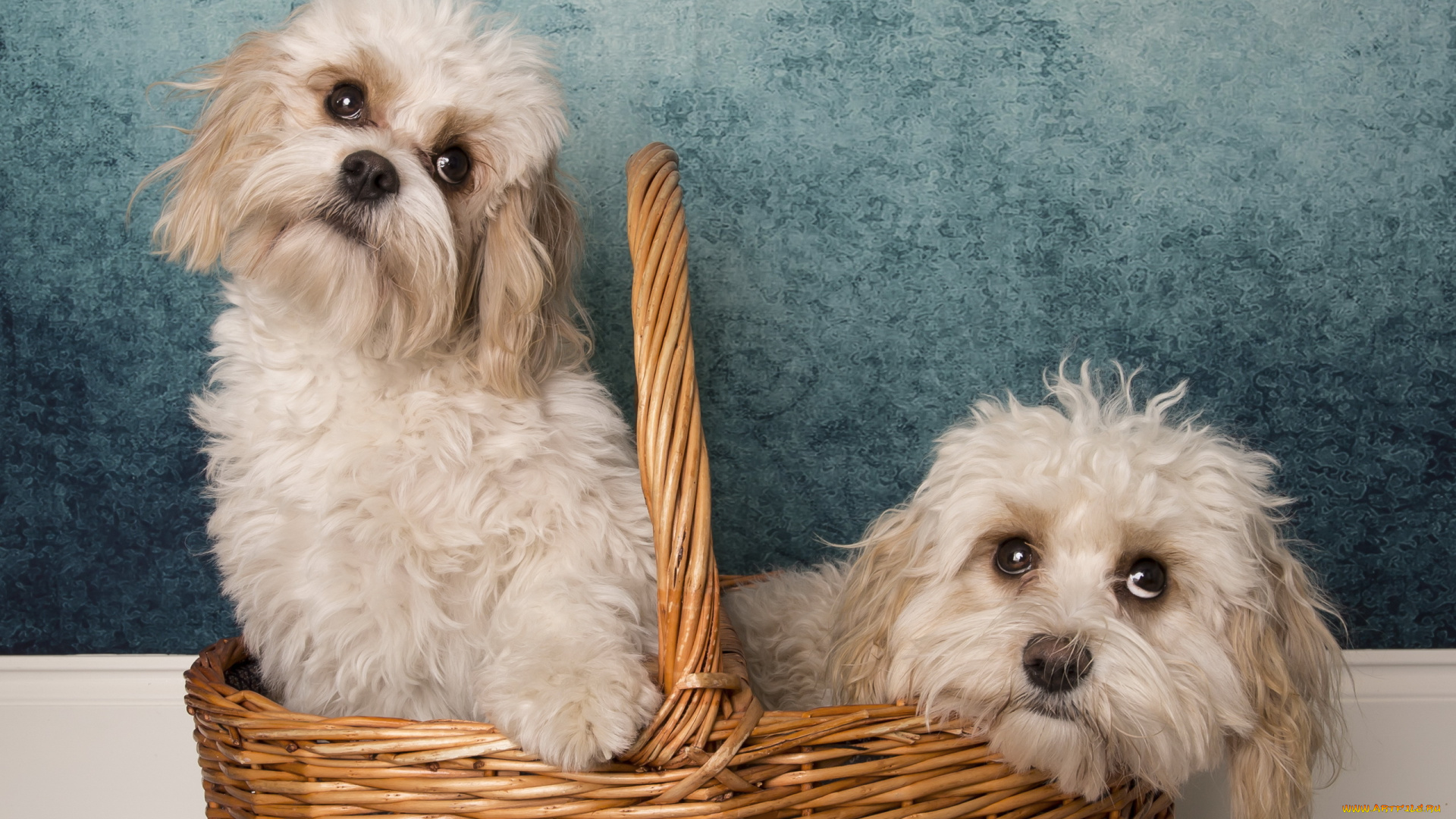 животные, собаки, корзина, фон
