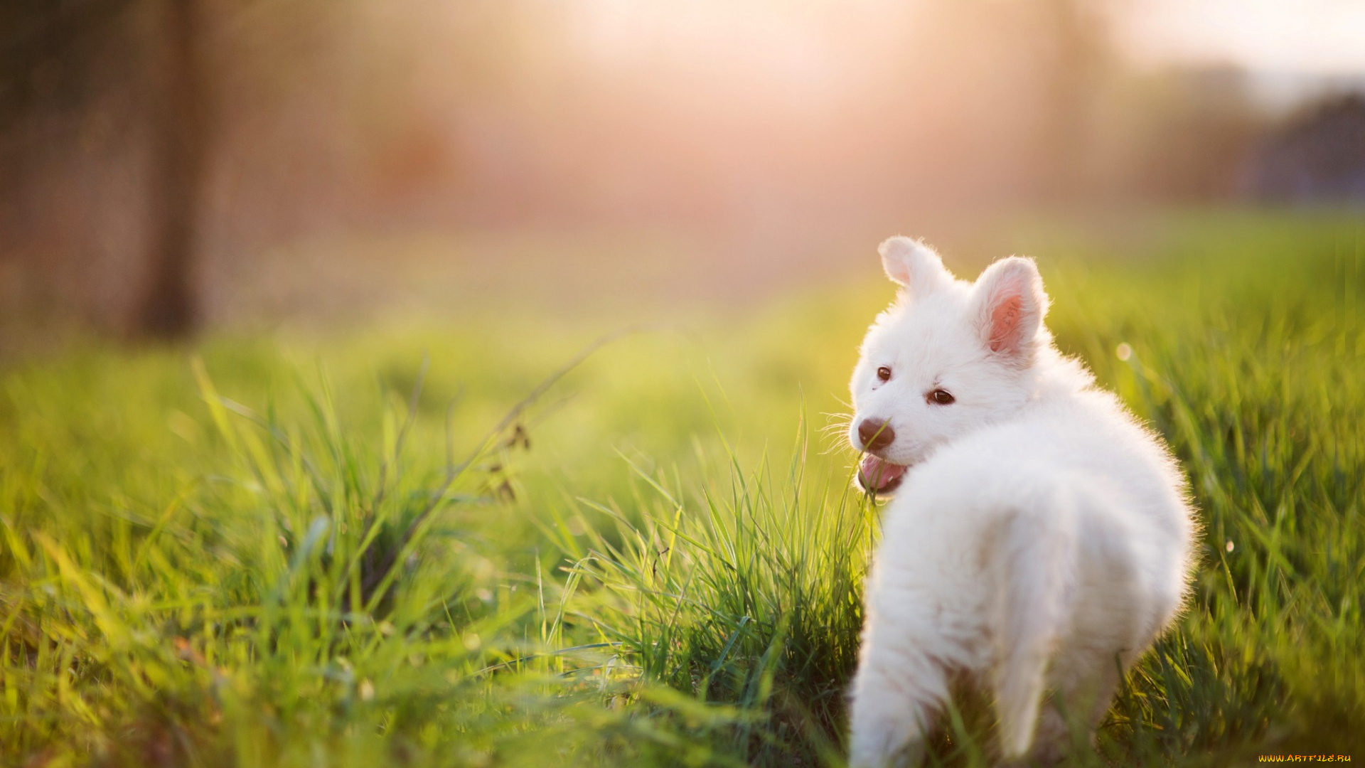 животные, собаки, щенок, собака, белая, трава, лето
