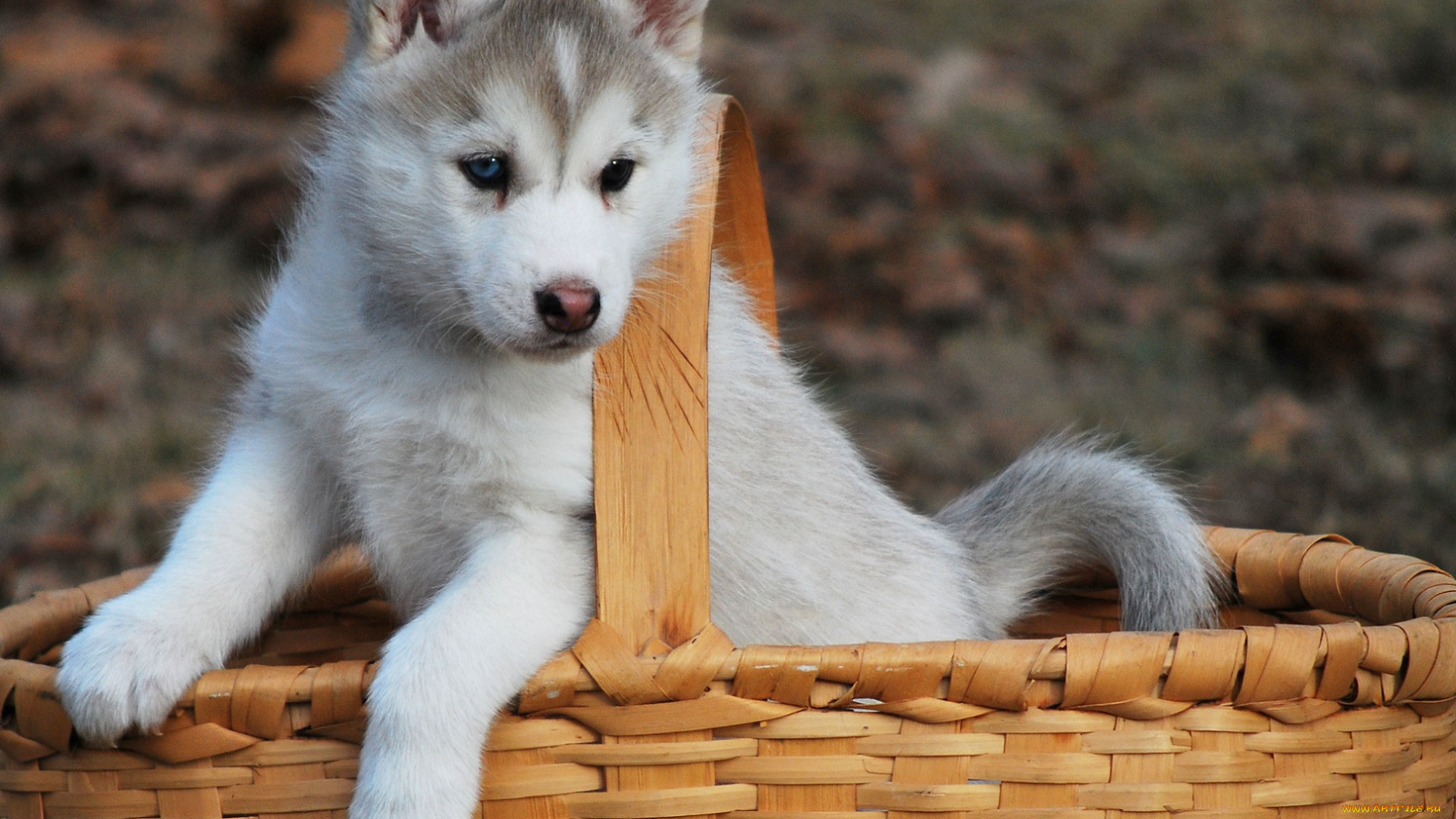 животные, собаки, собака, корзина, хаски, щенок