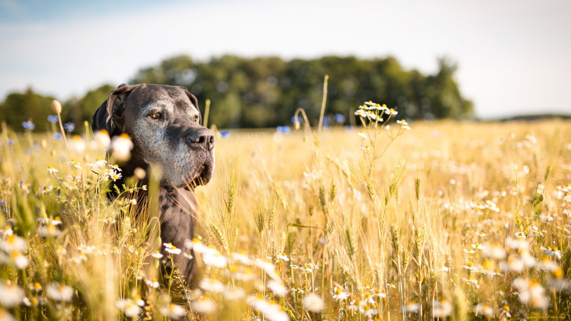 животные, собаки, собака, поле, лето