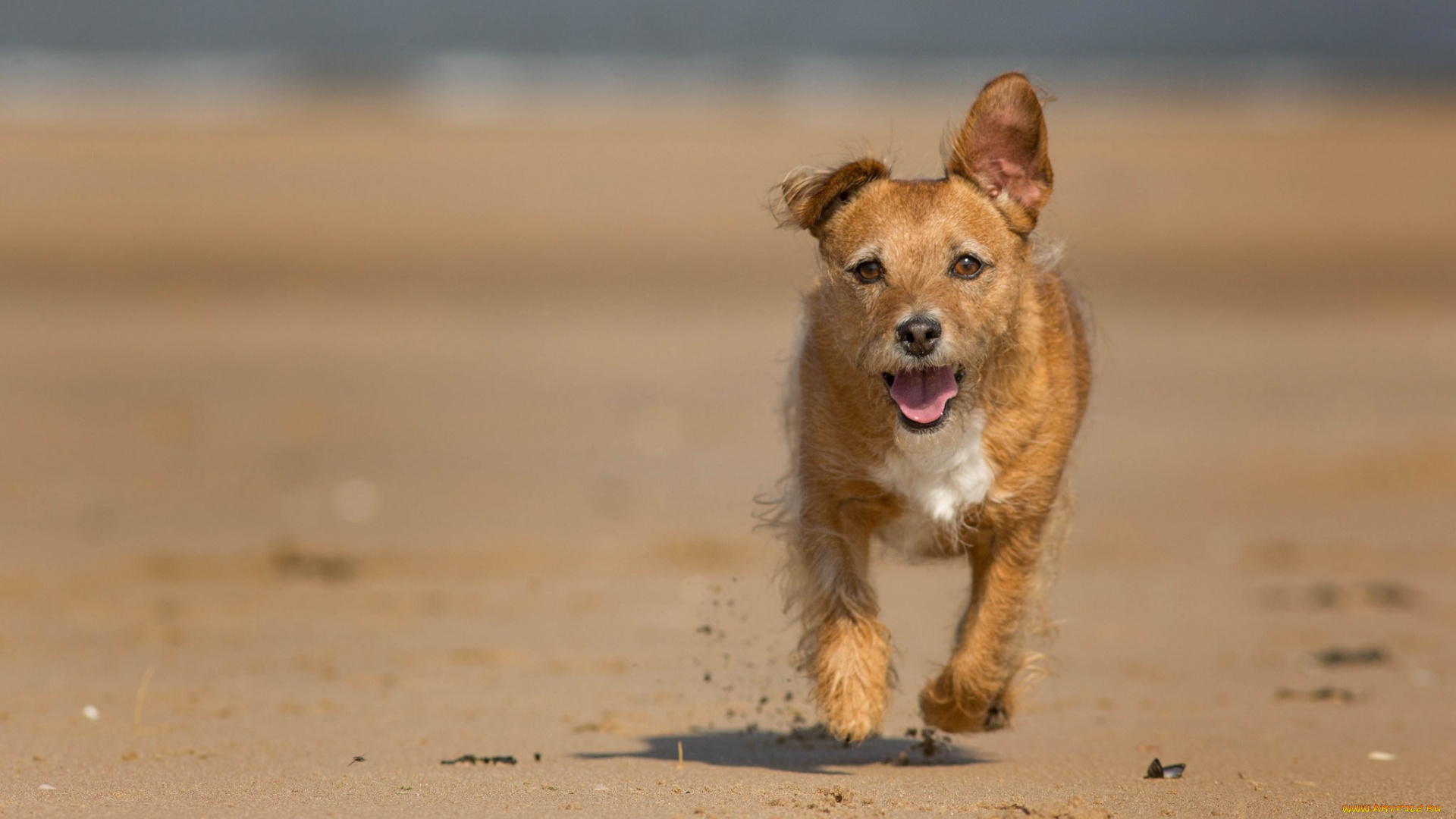 животные, собаки, собака, взгляд, друг, бег