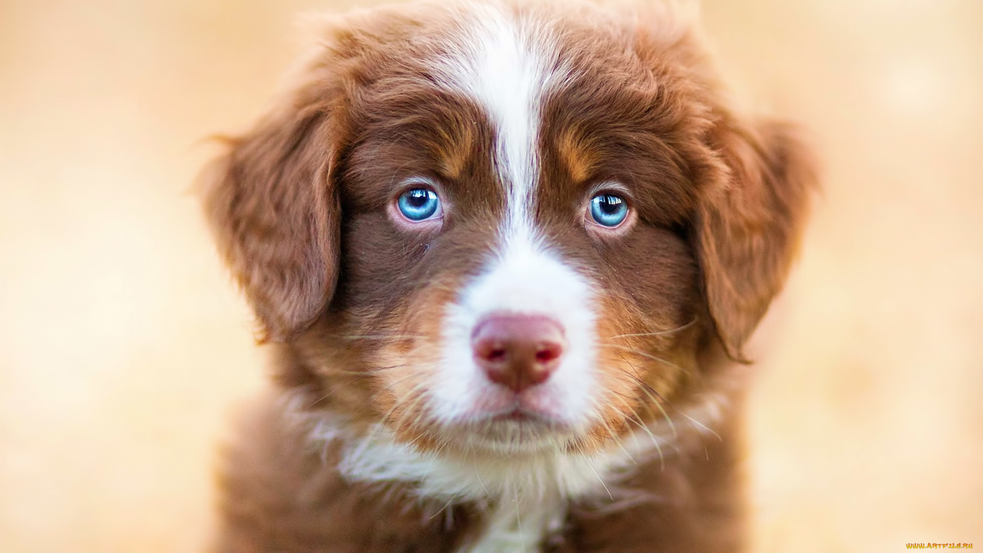 животные, собаки, собака, взгляд, щенок, голубые, глаза