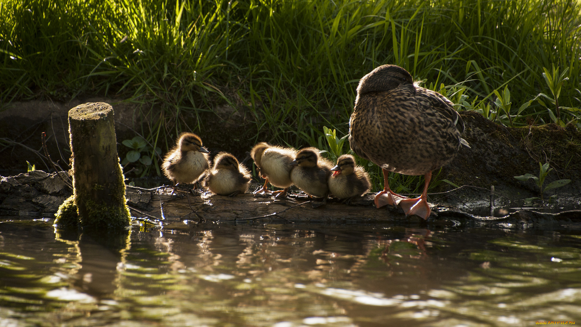 животные, утки, озеро, трава, утка, утята, семейство