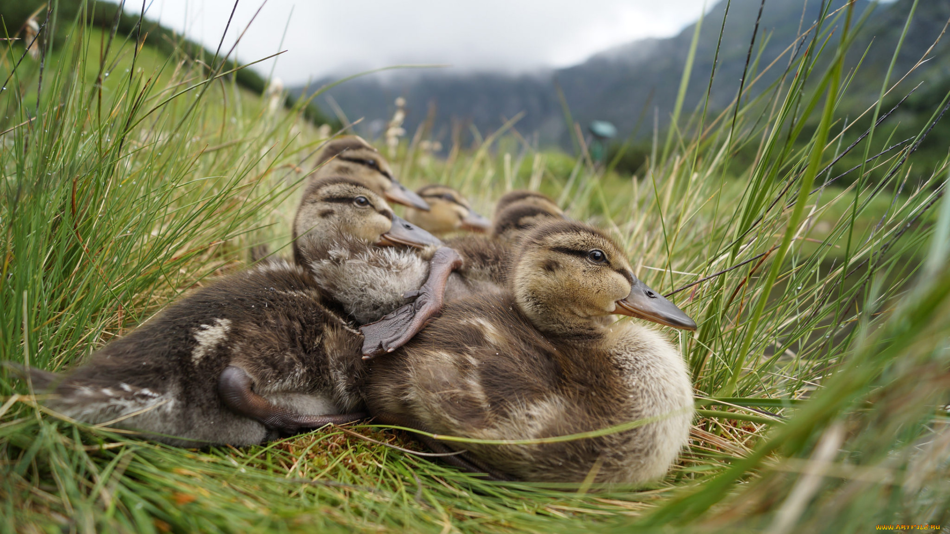 животные, утки, утята, трава