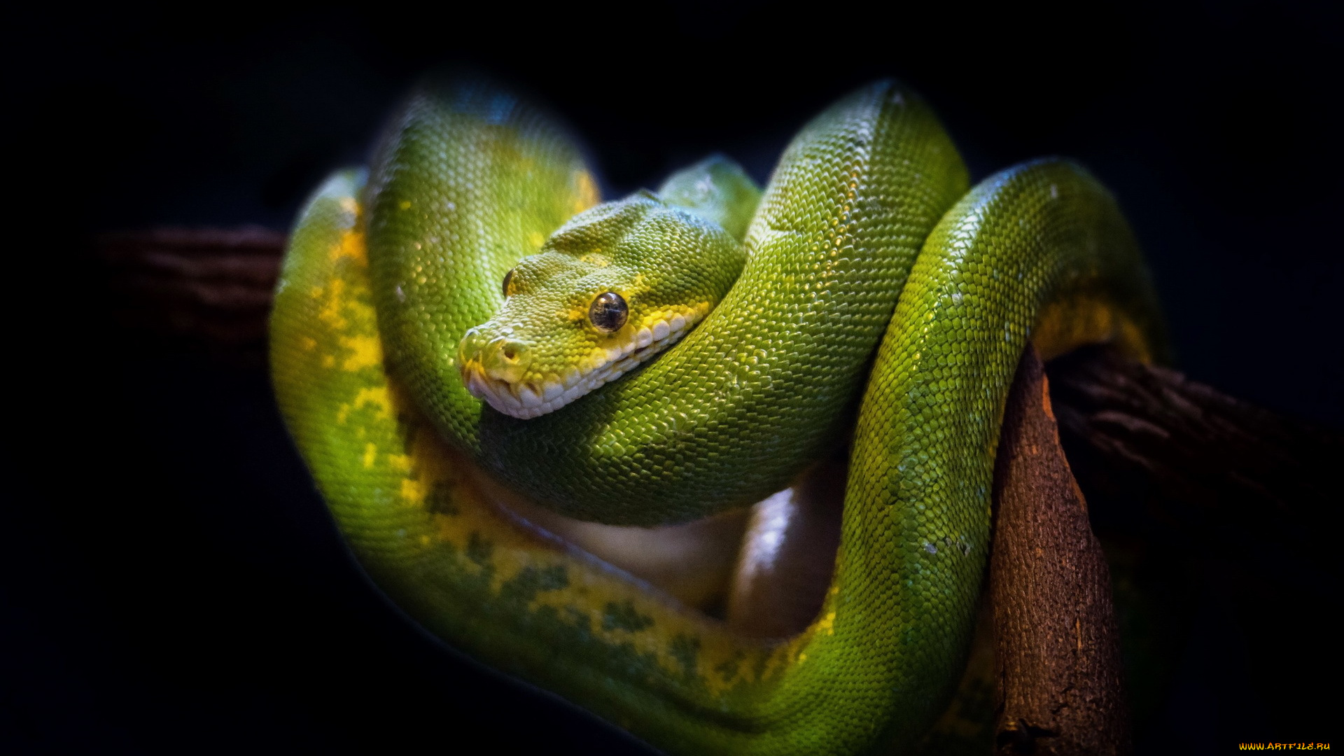 животные, змеи, , питоны, , кобры, green, tree, snake, природа, фон