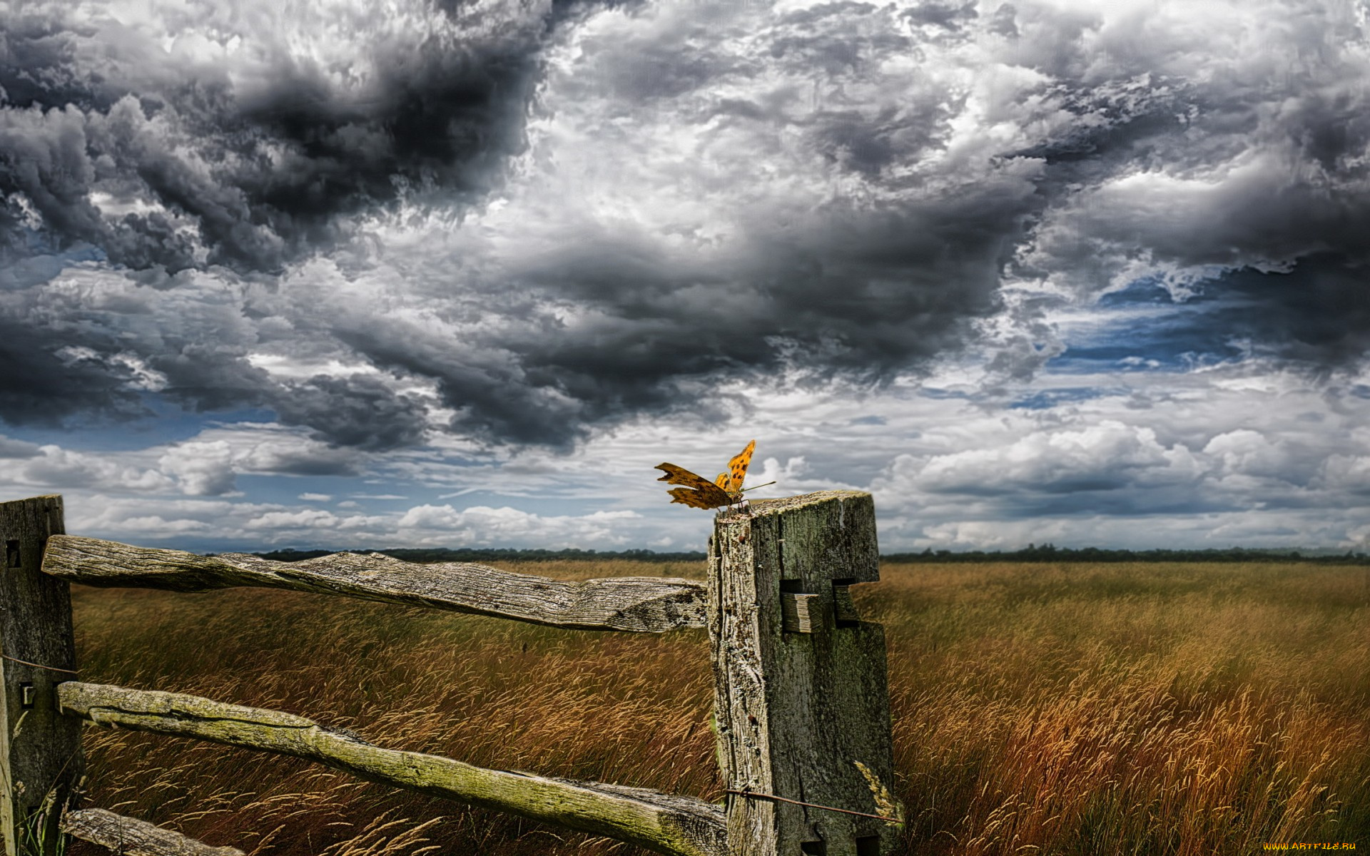 животные, бабочки, , мотыльки, , моли, забор, бабочка, небо