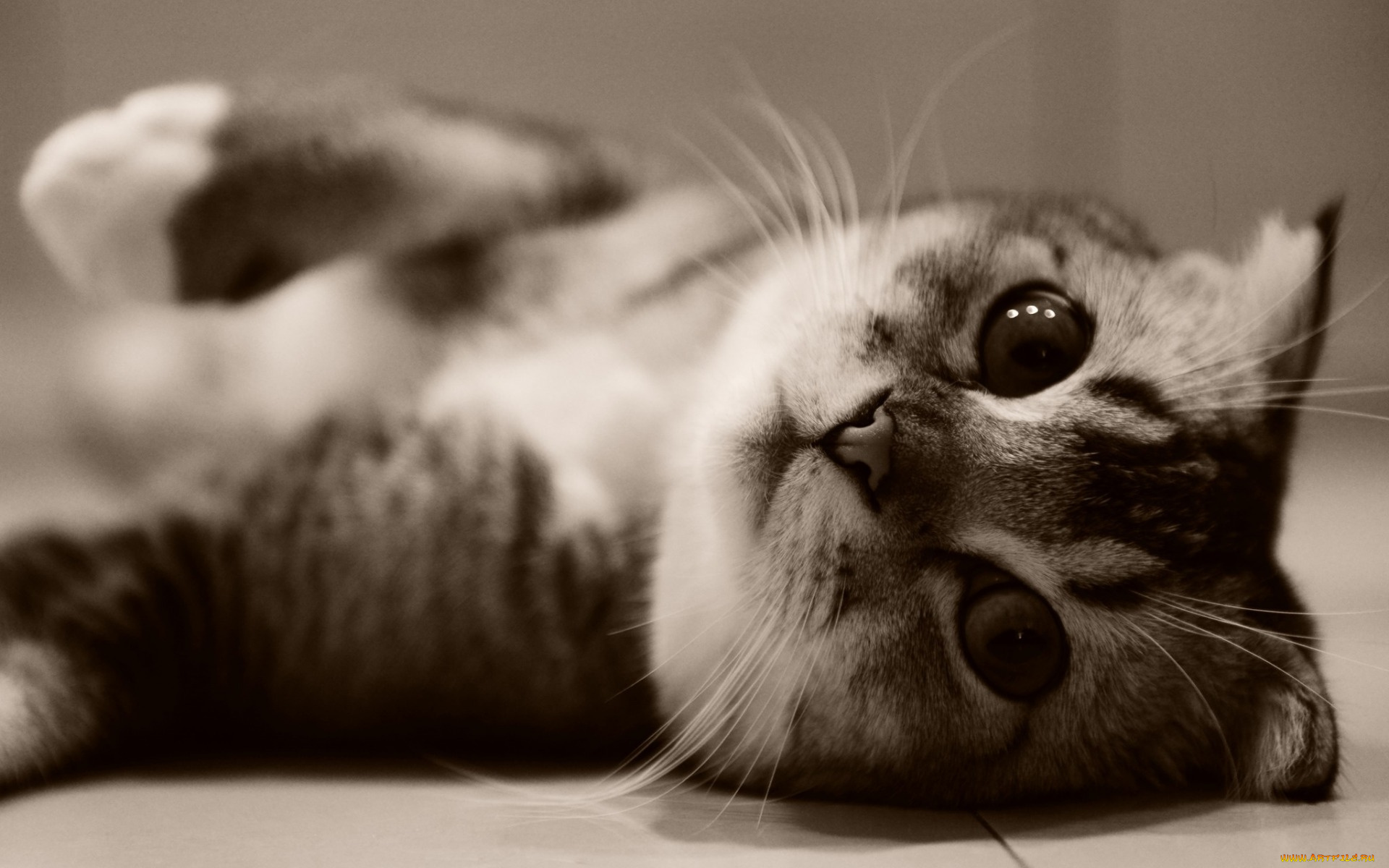 животные, коты, кошка, животное, котенок, kitten, animal, cat