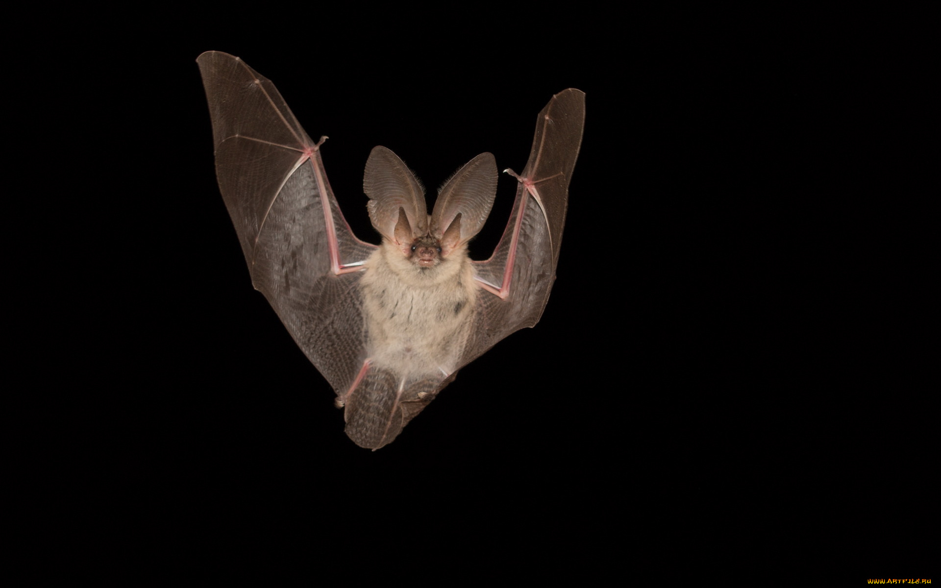 животные, летучие, мыши, летучая, мыш, природа, фон