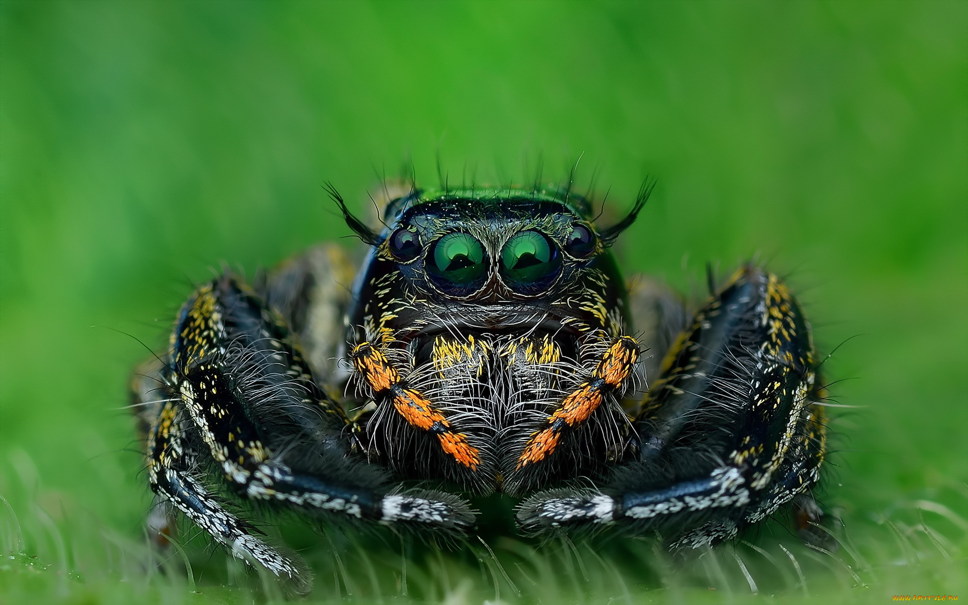 животные, пауки, паук, природа, макро