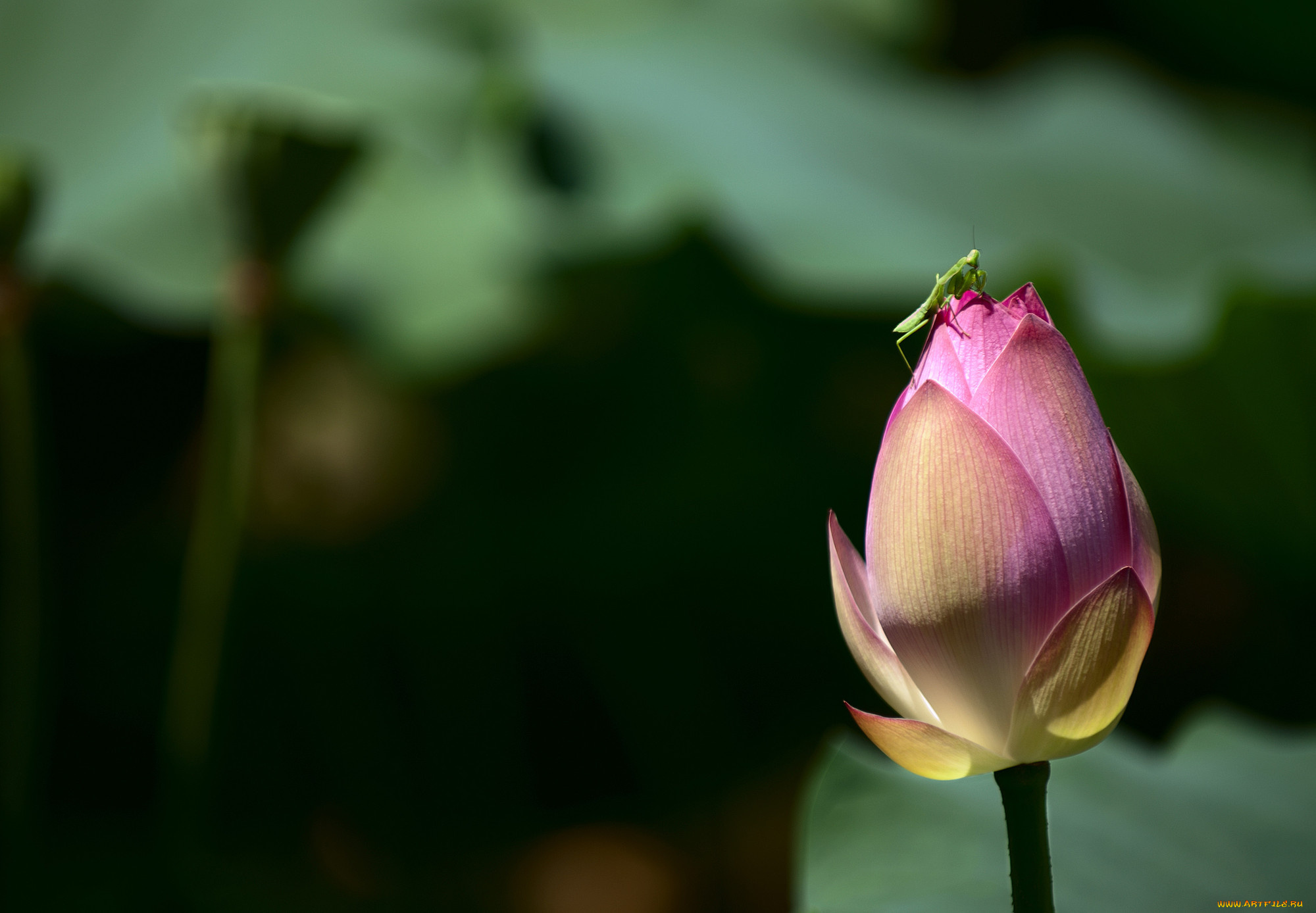 цветы, лотосы, бутоны, лепестки, фон