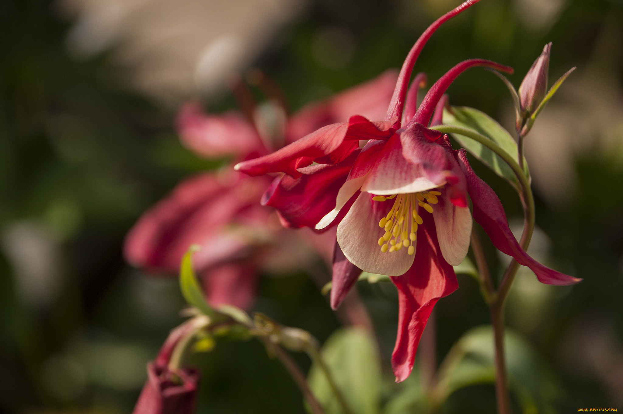 цветы, аквилегия, , водосбор, красный, макро, цветок