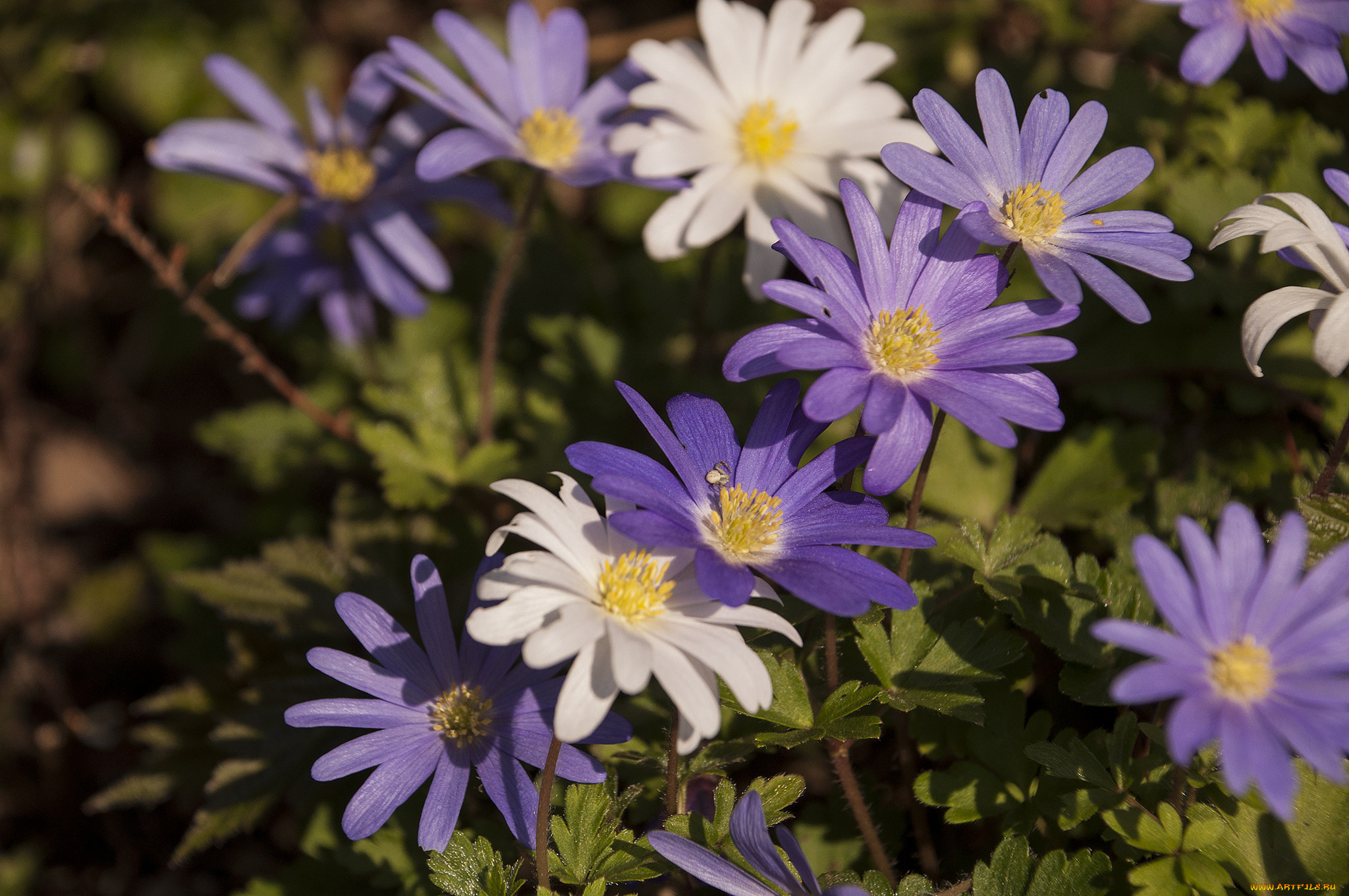 цветы, анемоны, , сон-трава