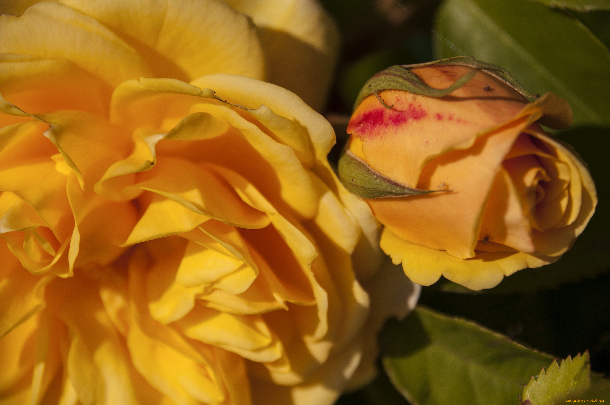 цветы, розы, роза, бутон, жёлтая