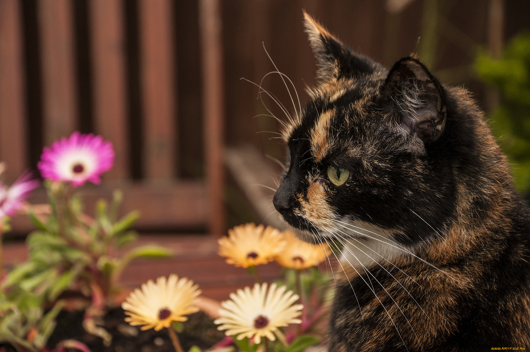 животные, коты, кошка, киса, коте