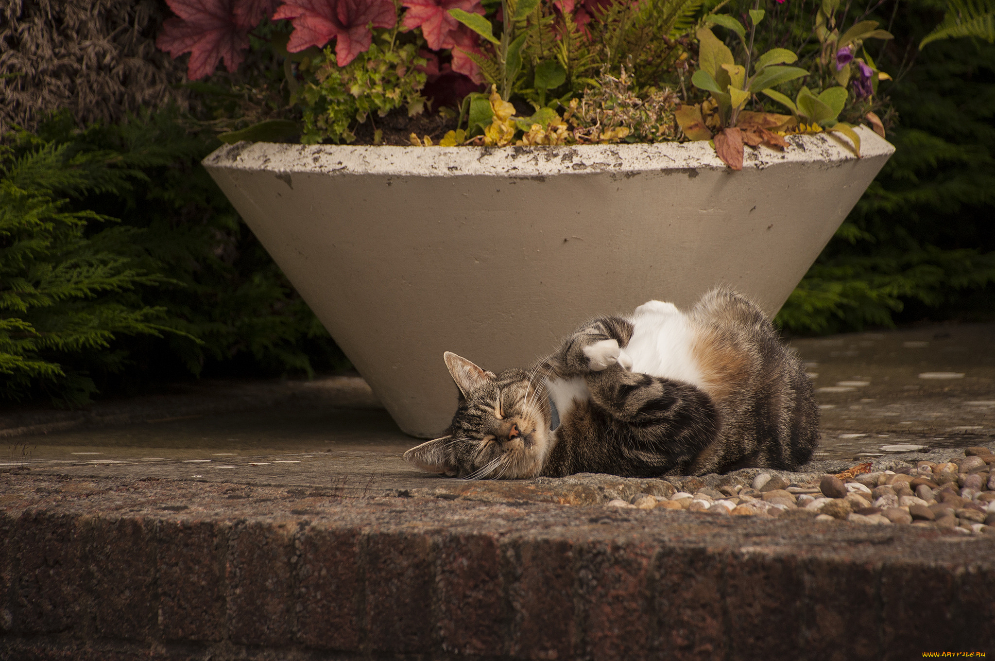 животные, коты, кошка, животное, лапки, взгляд, кот