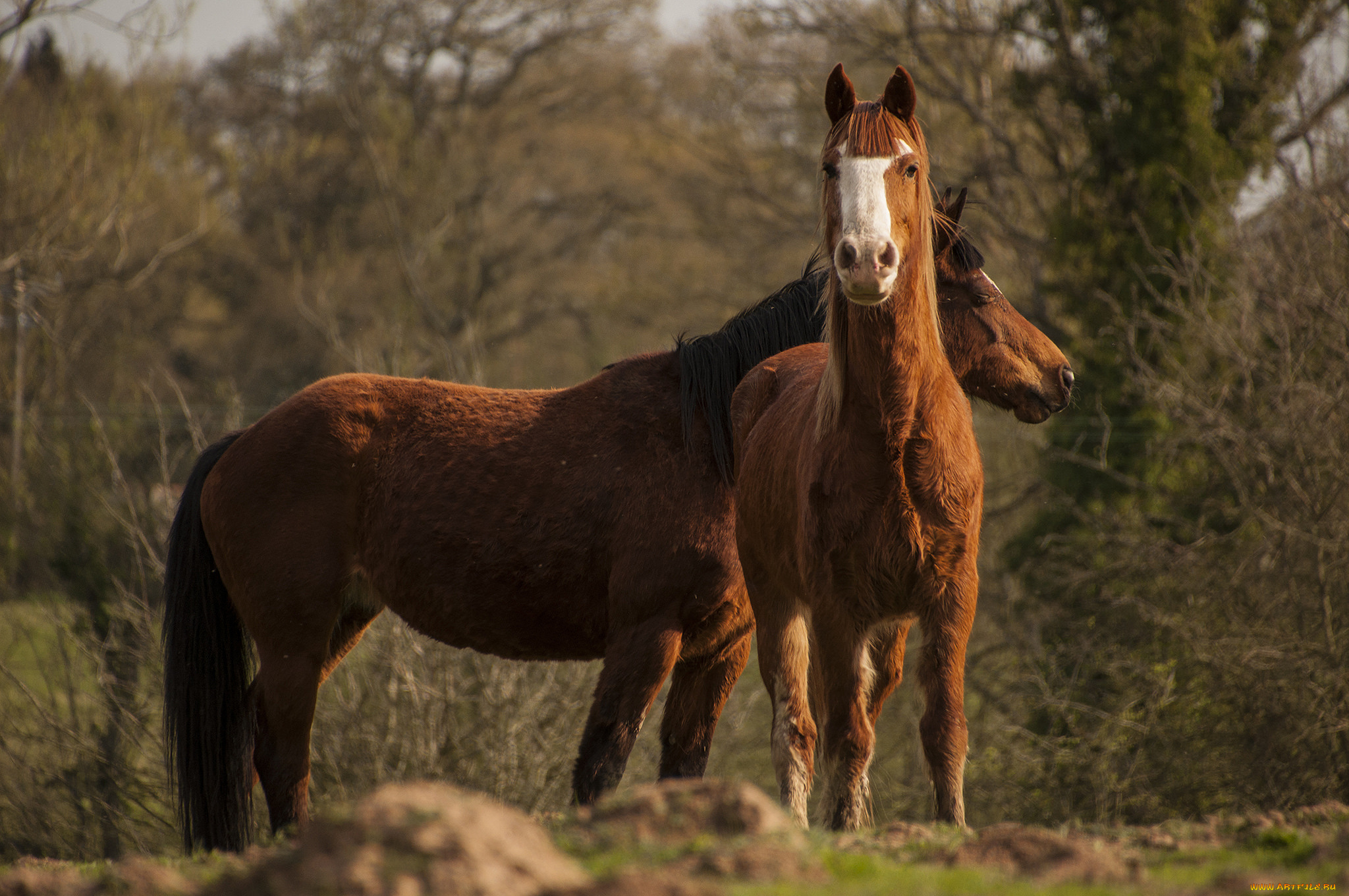 животные, лошади