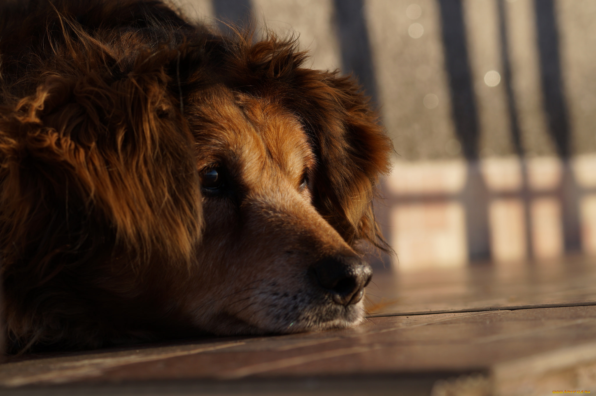 животные, собаки, ушки, нос, собака