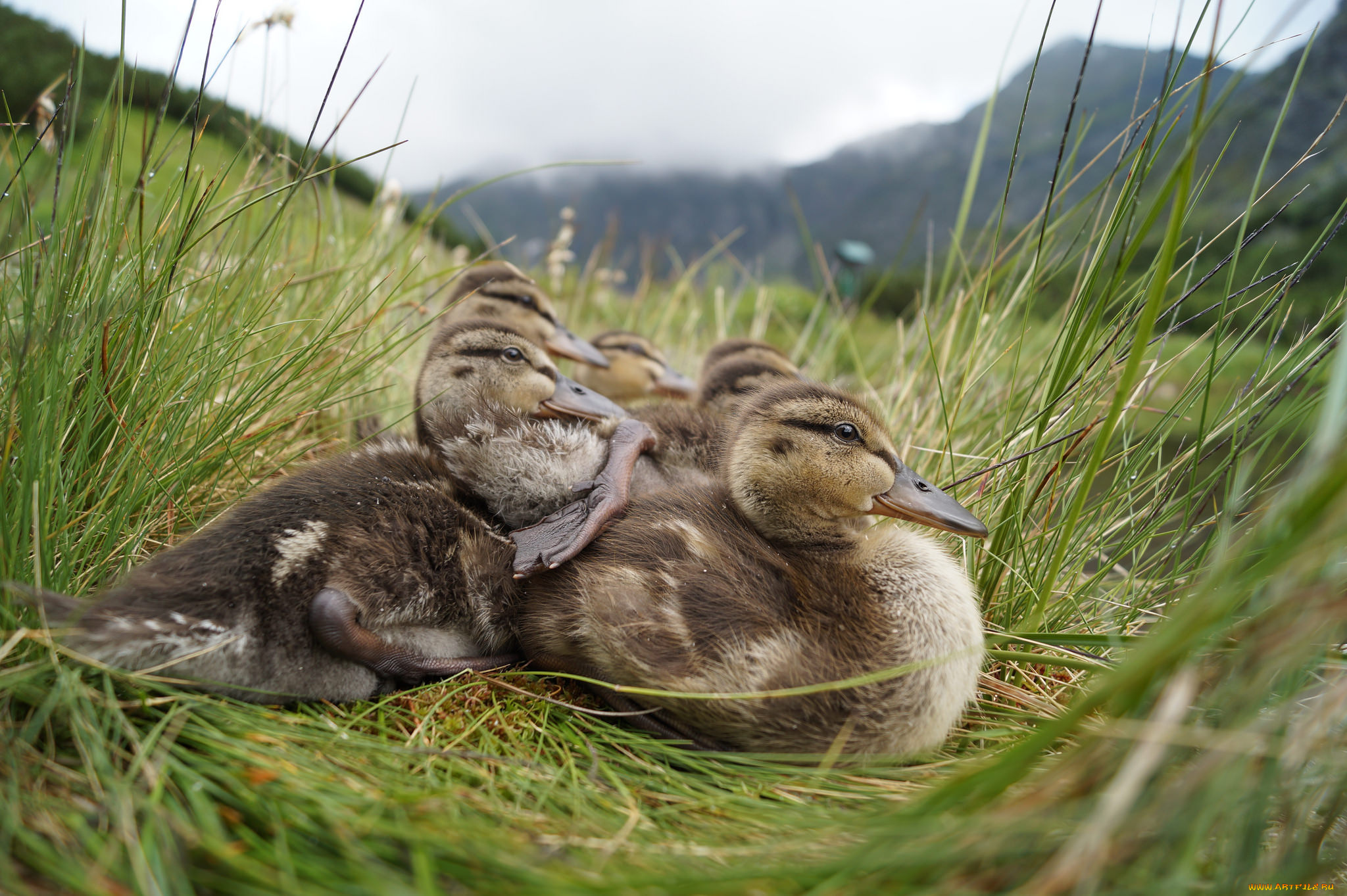 животные, утки, утята, трава