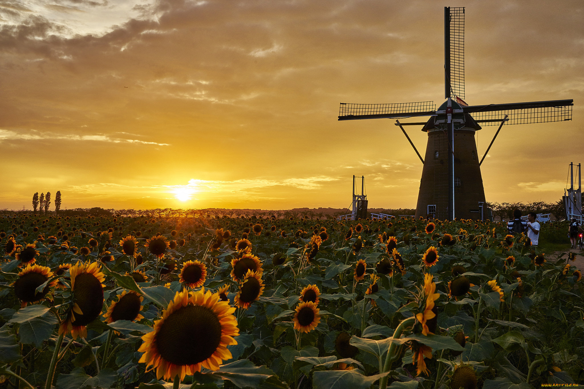 разное, мельницы, поле, подсолнухи, ветряк