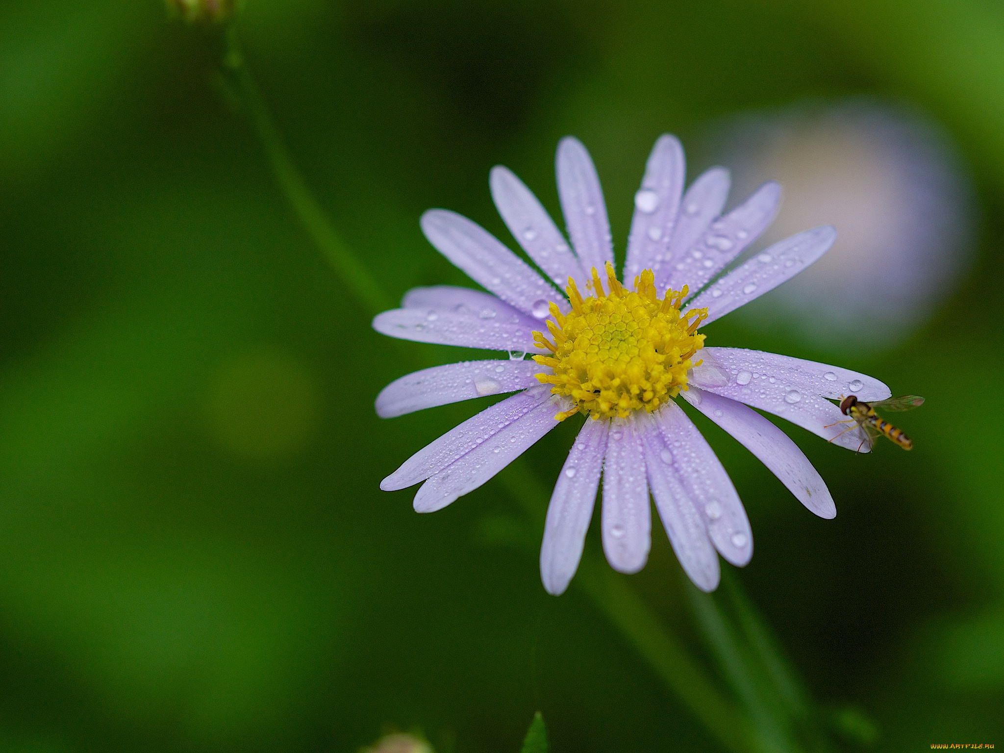 цветы, аизовые, капли, насекомое, роса, лепестки, цветок, фон, макро