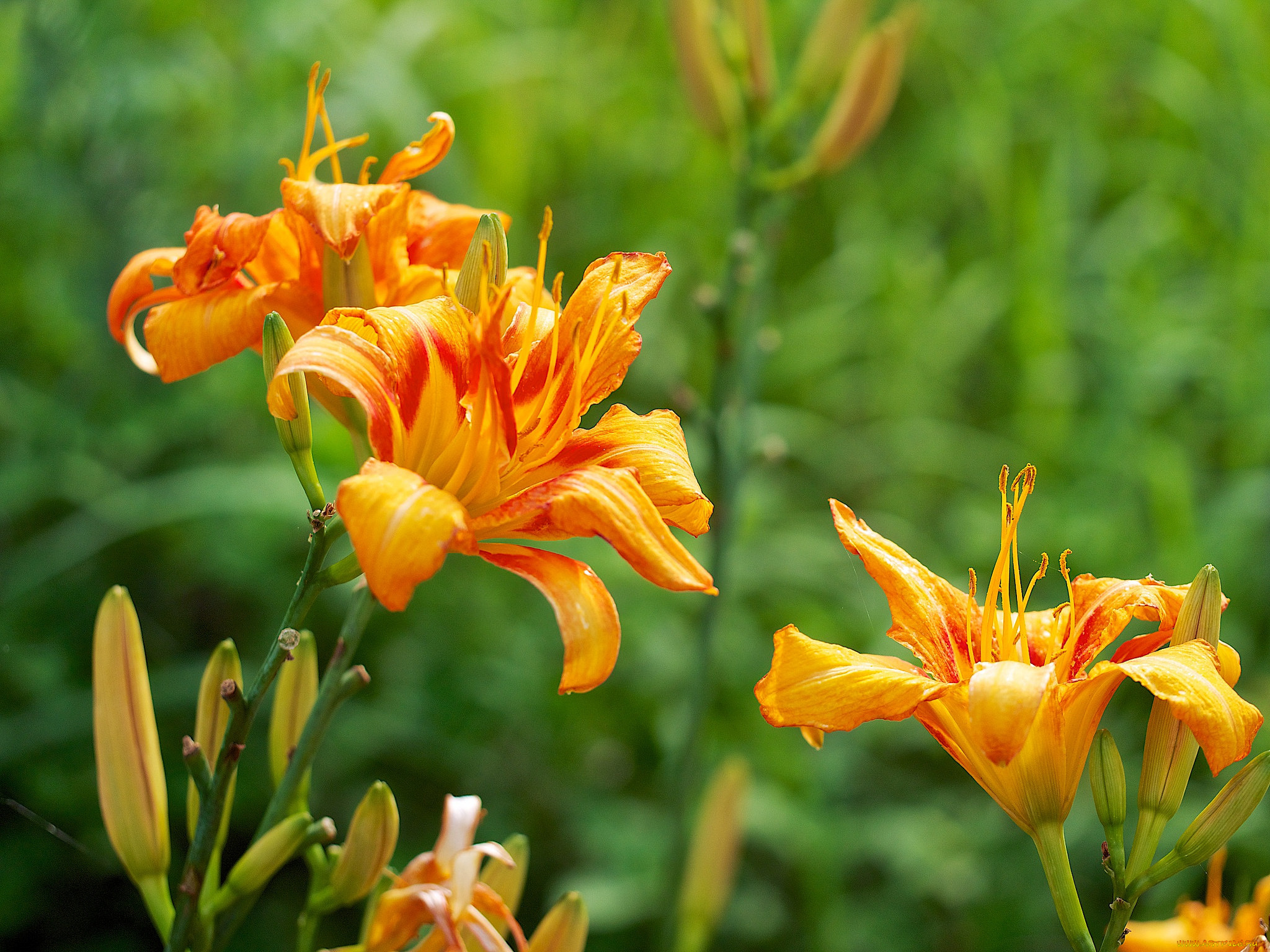 цветы, лилии, , лилейники, лилейники, фон