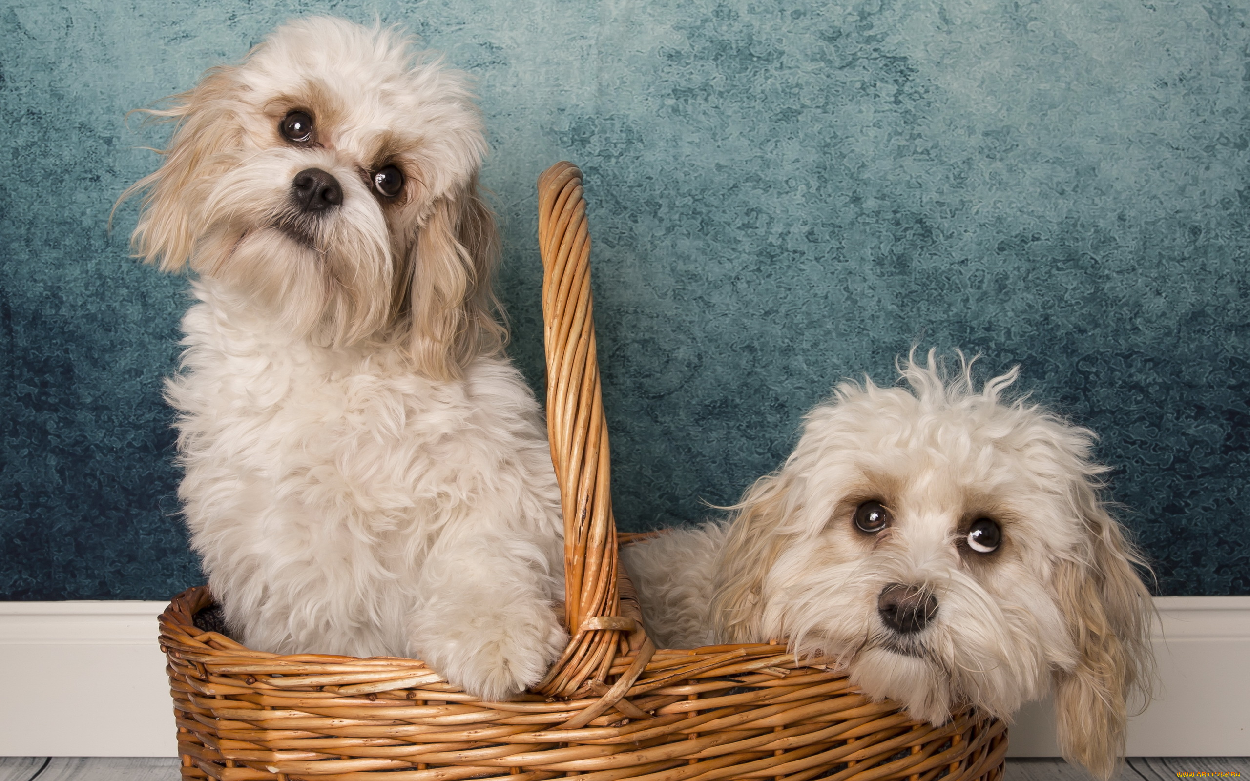 животные, собаки, корзина, фон