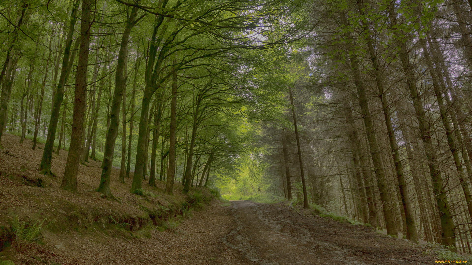 природа, дороги, тракт