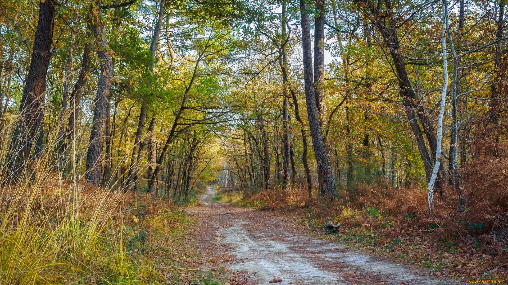 природа, дороги, тракт