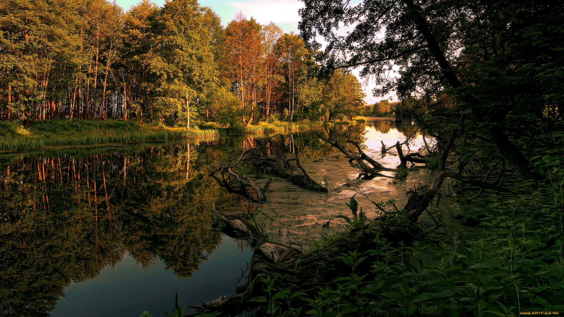 природа, реки, озера, река, лес