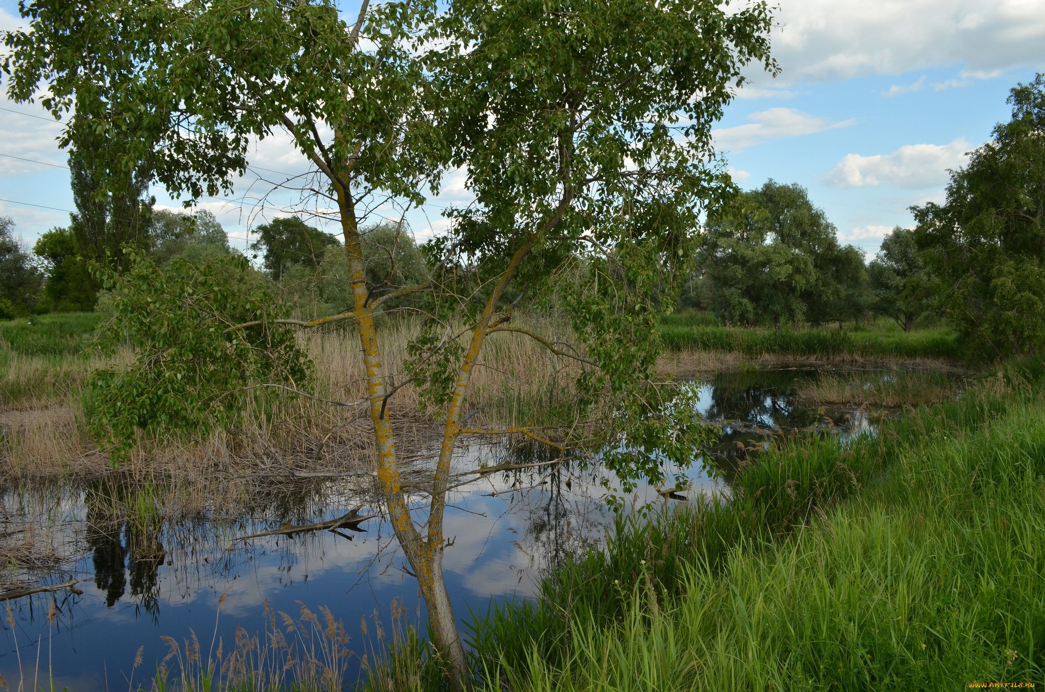 природа, реки, озера, река, лес