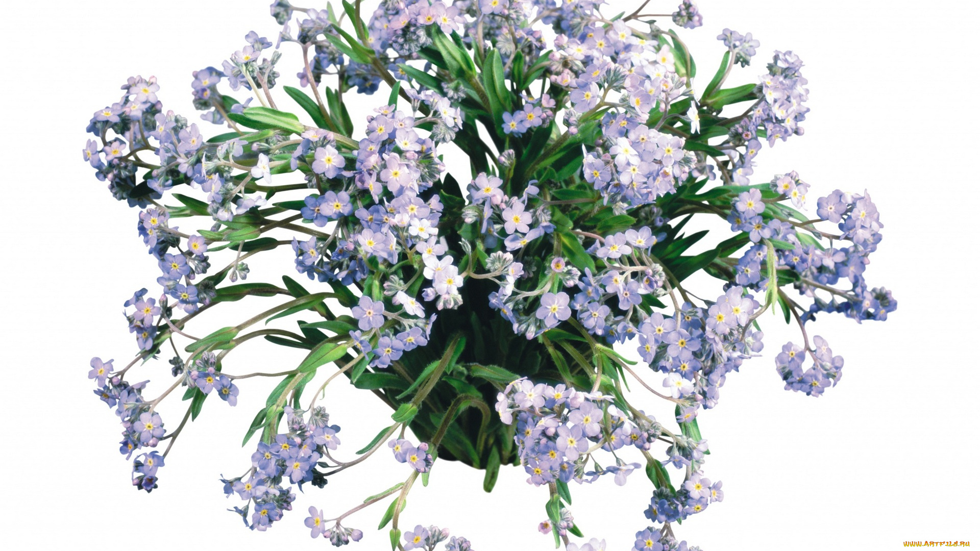 цветы, букеты, , композиции, белый, фон