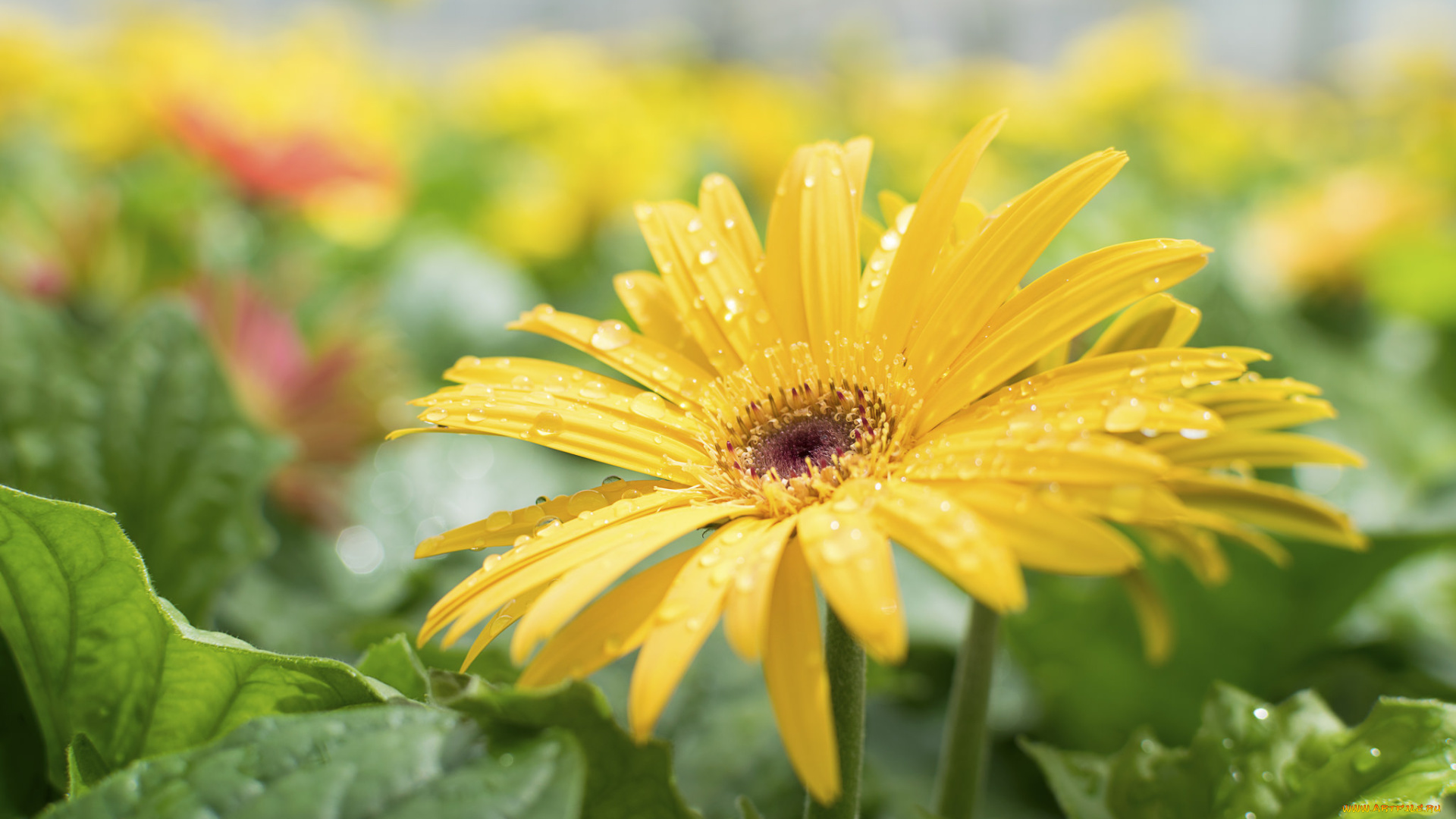 цветы, герберы, цветение, листья, лепестки, гербера