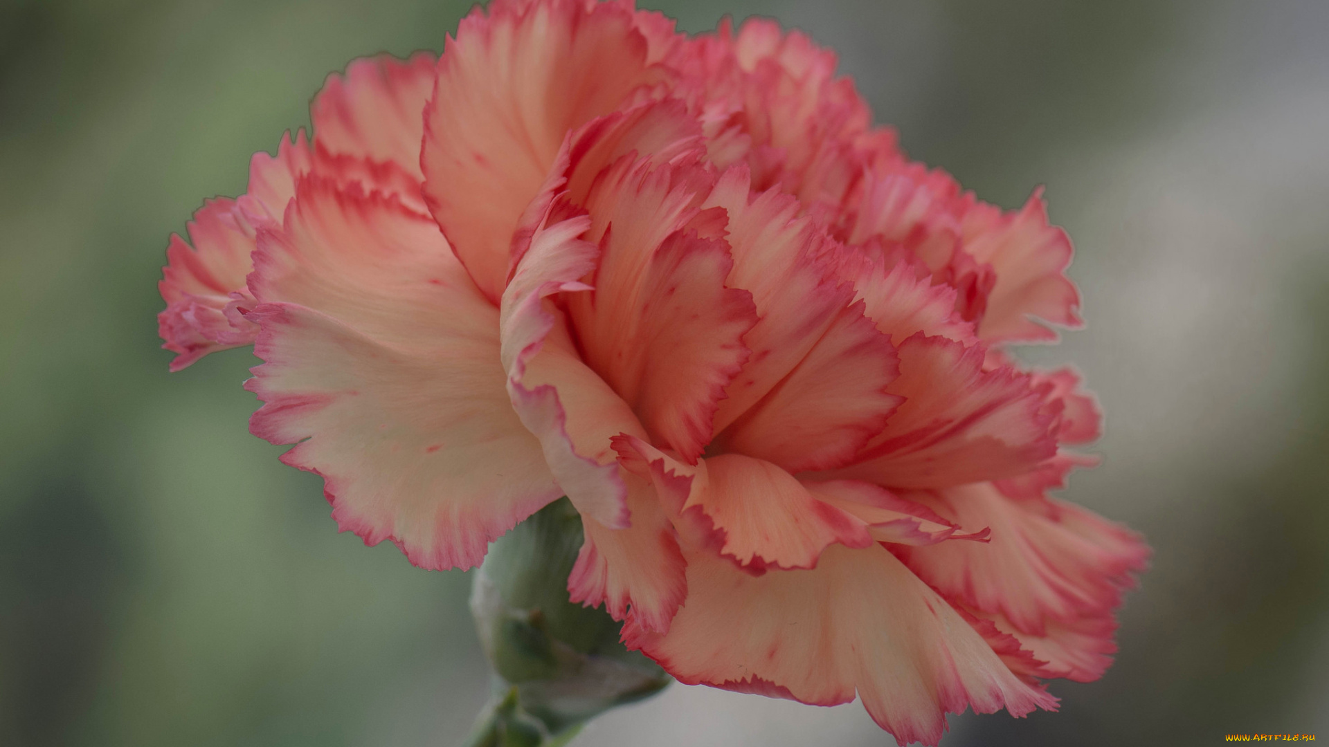 цветы, гвоздики, цветок